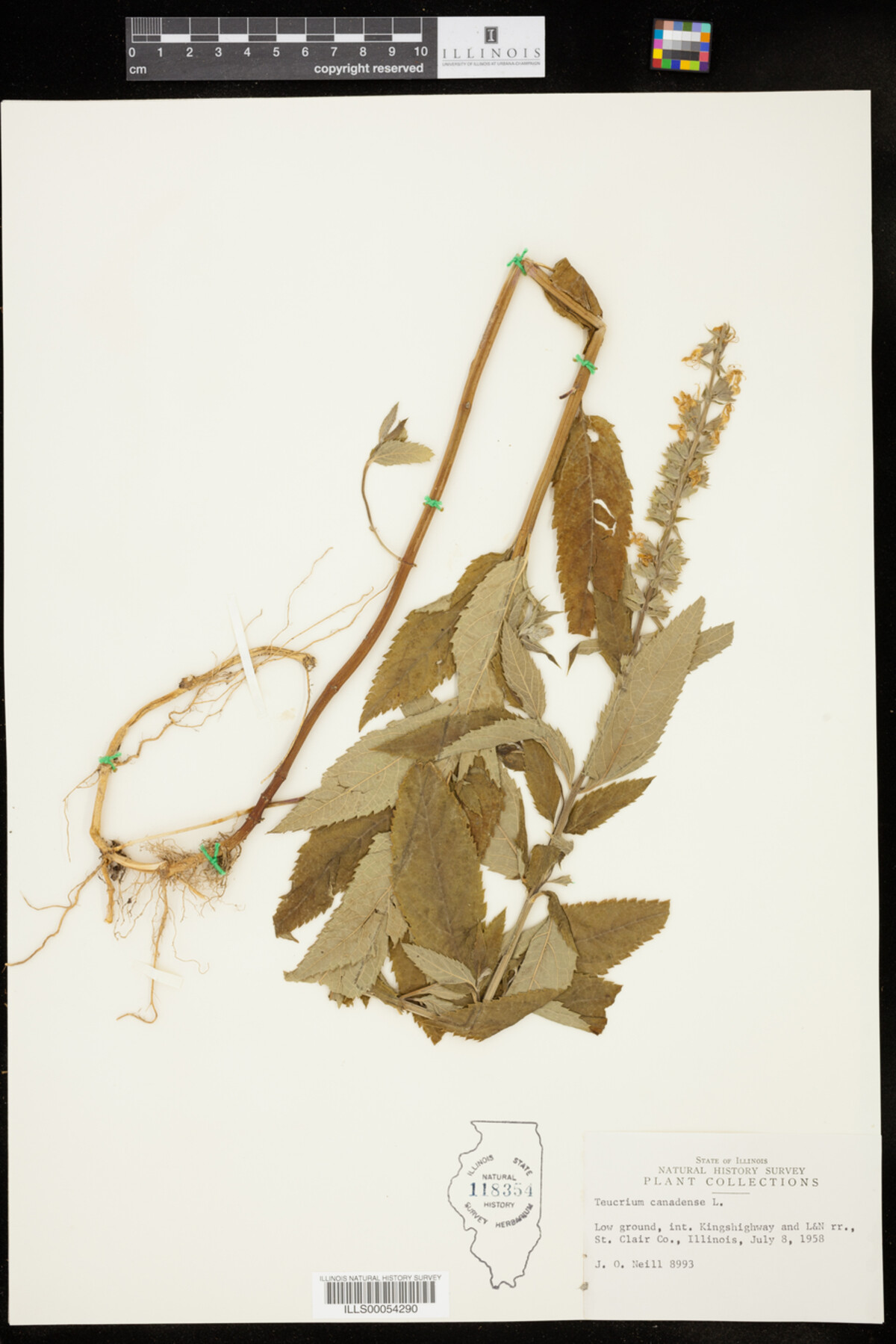 Teucrium canadense image