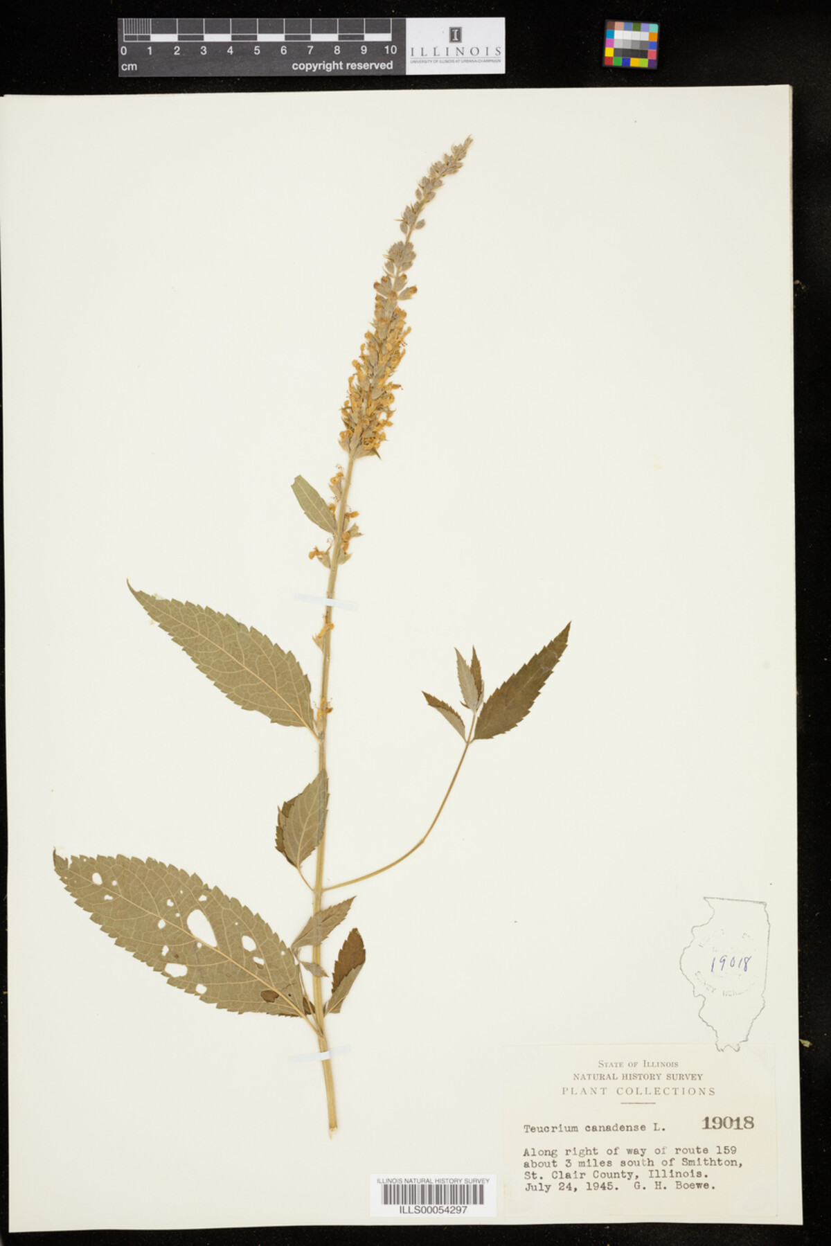 Teucrium canadense image
