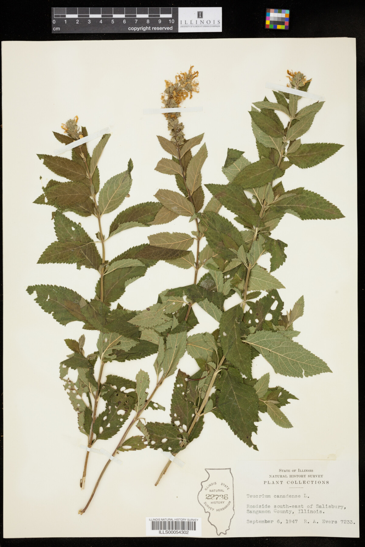 Teucrium image