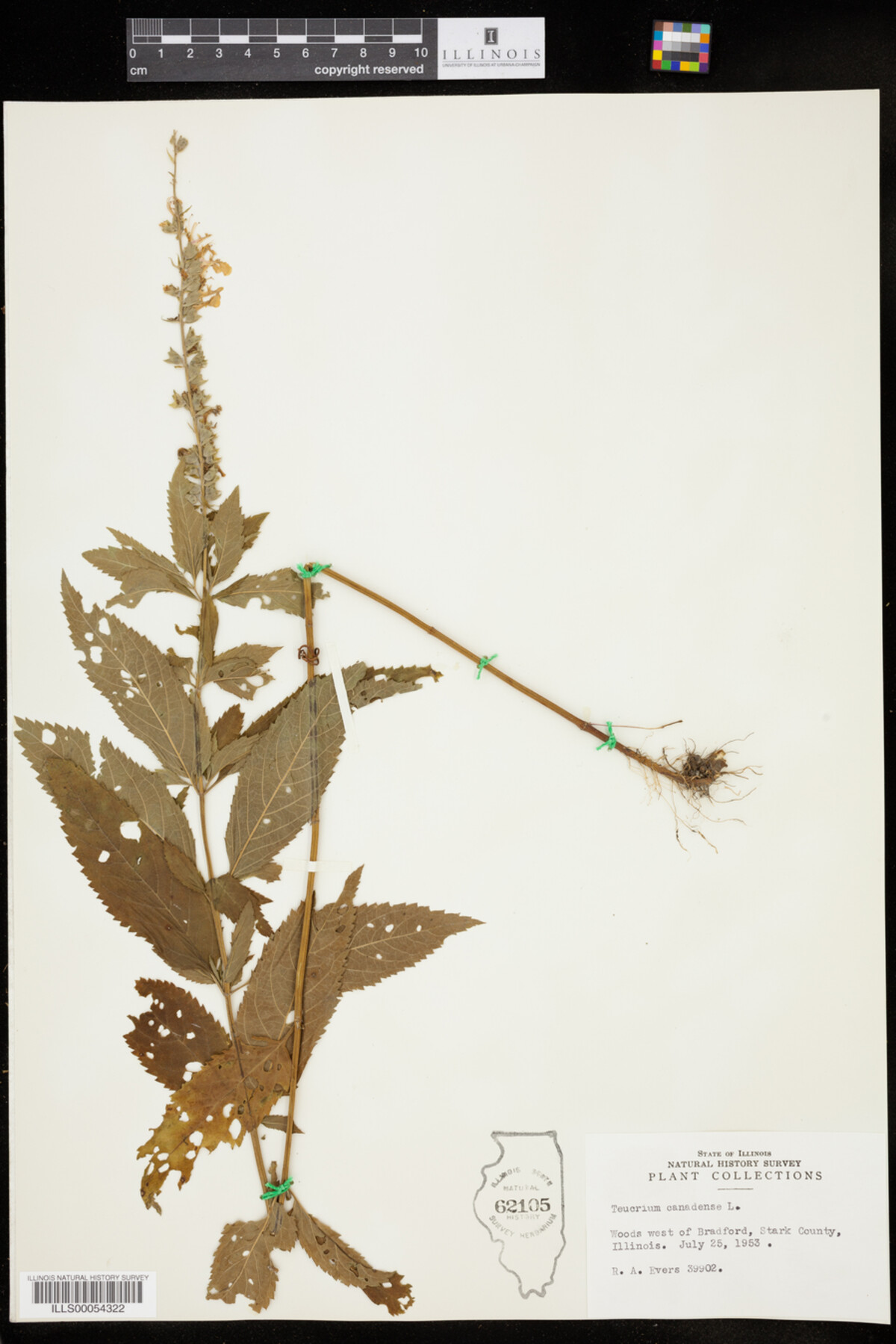 Teucrium canadense image