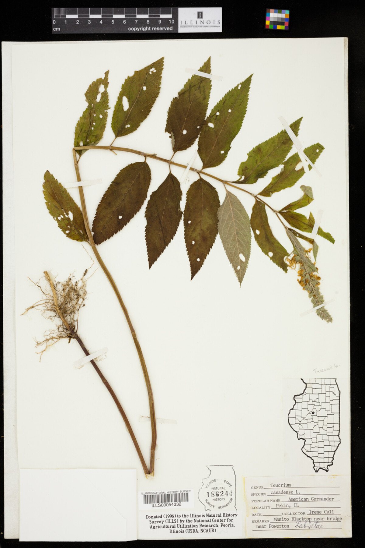 Teucrium canadense image