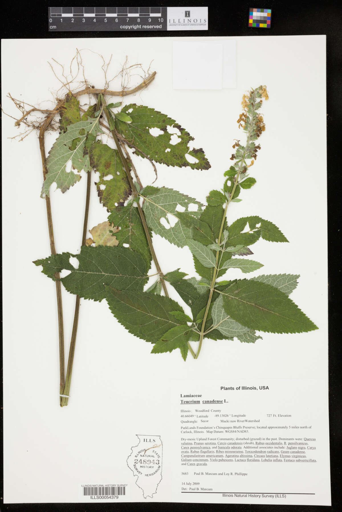 Teucrium image