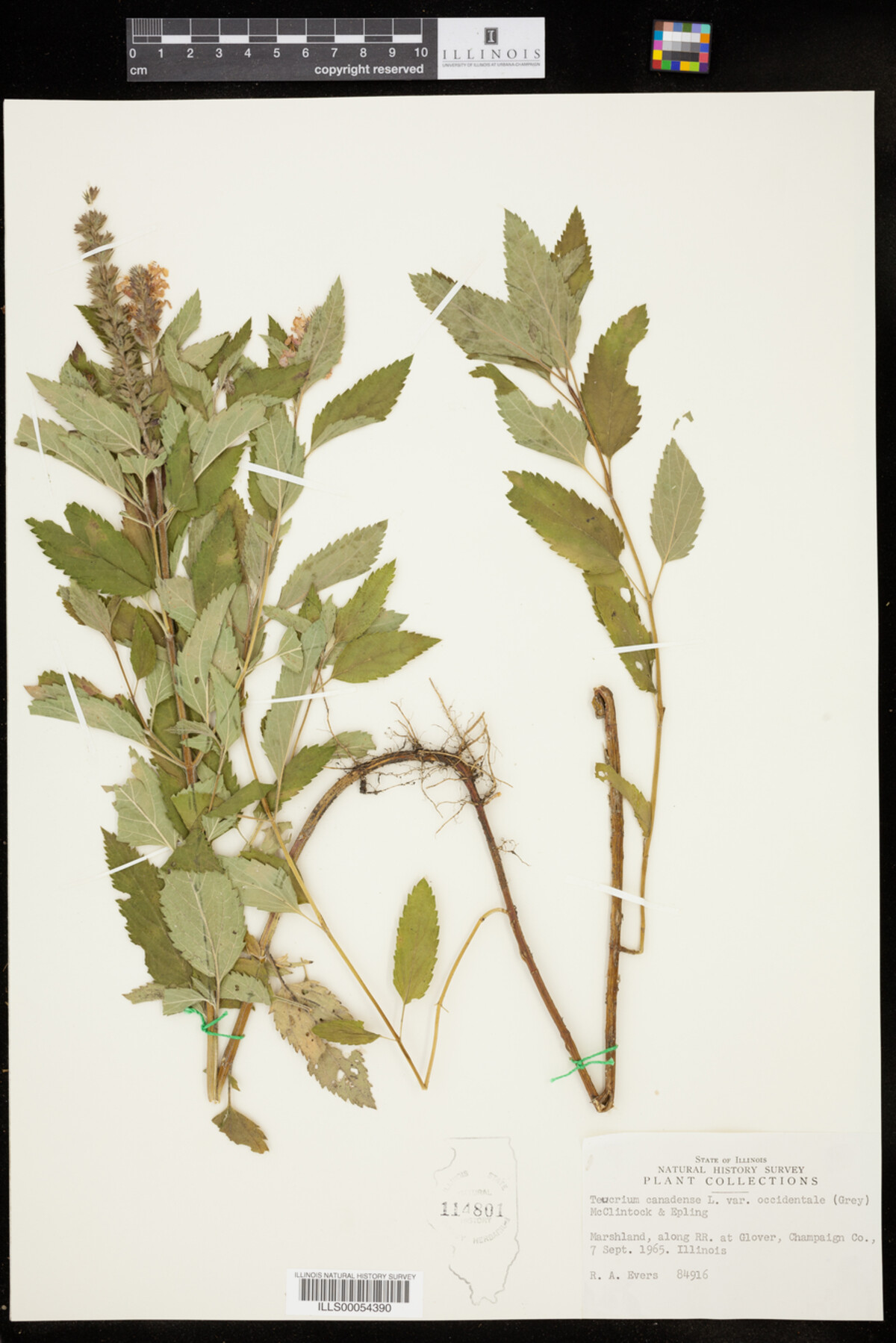 Teucrium canadense var. occidentale image