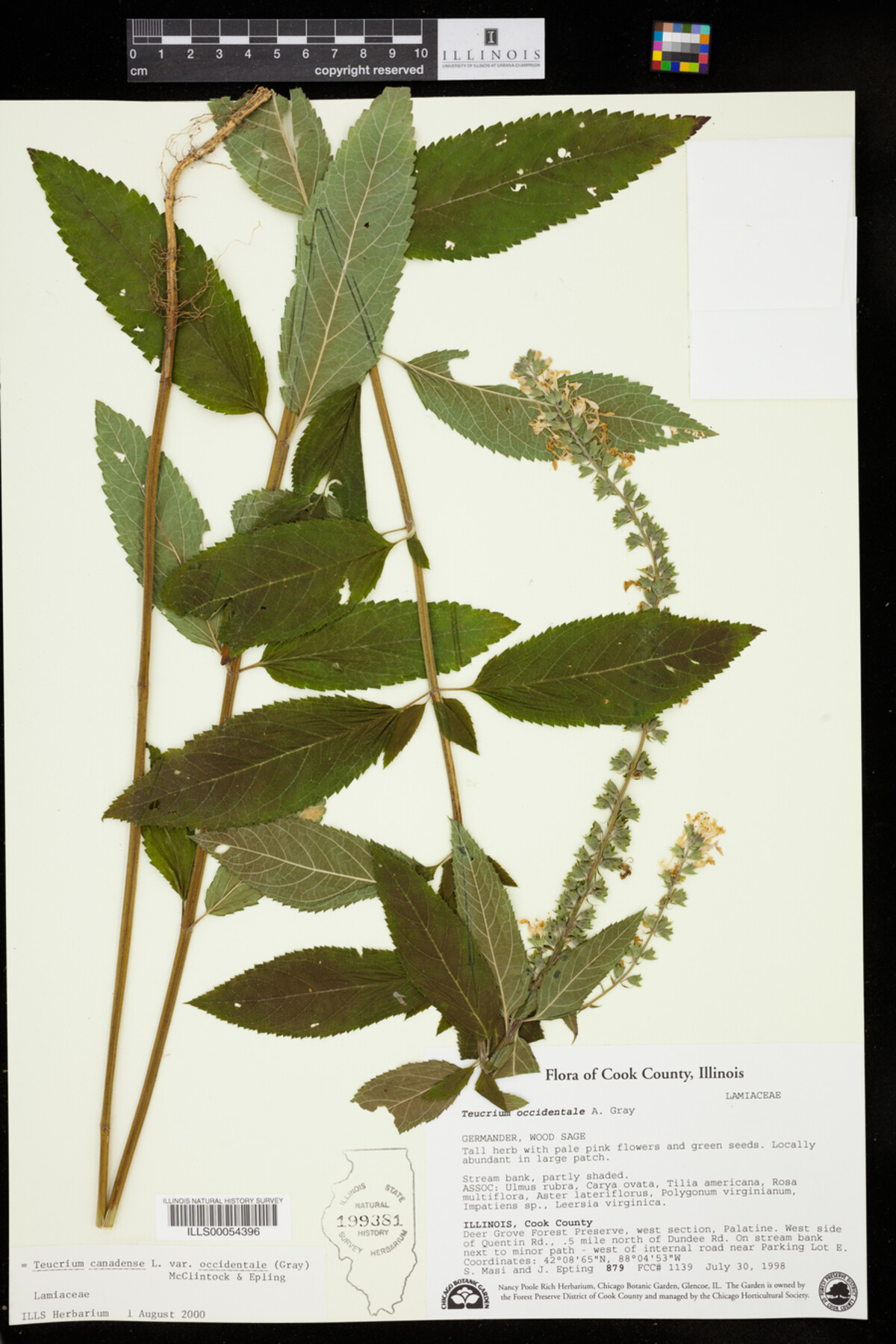 Teucrium canadense var. occidentale image