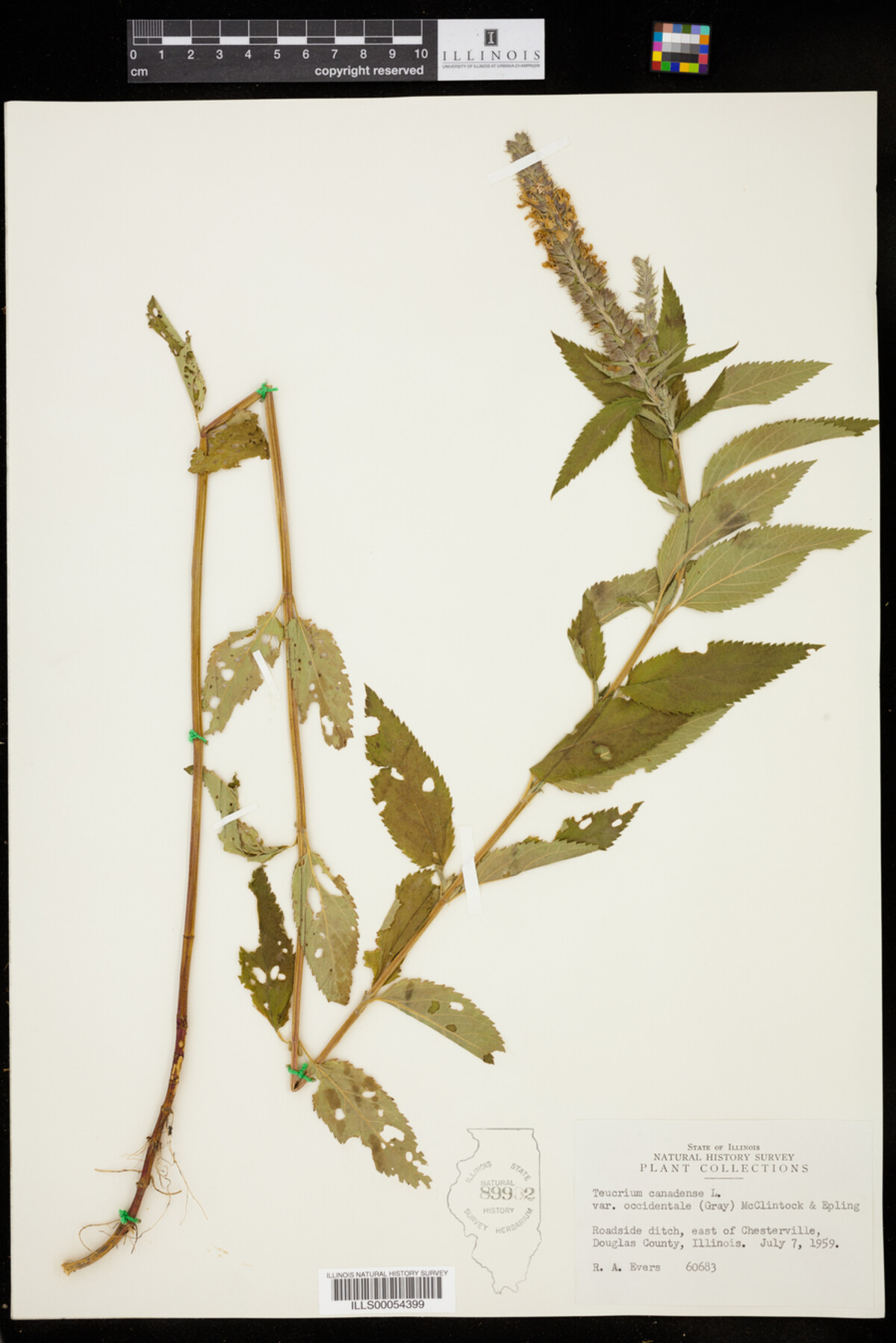 Teucrium canadense var. occidentale image