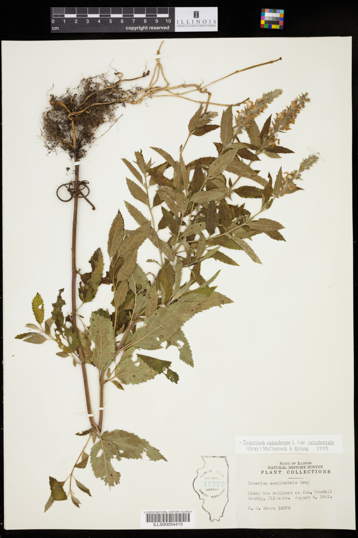 Teucrium canadense var. occidentale image