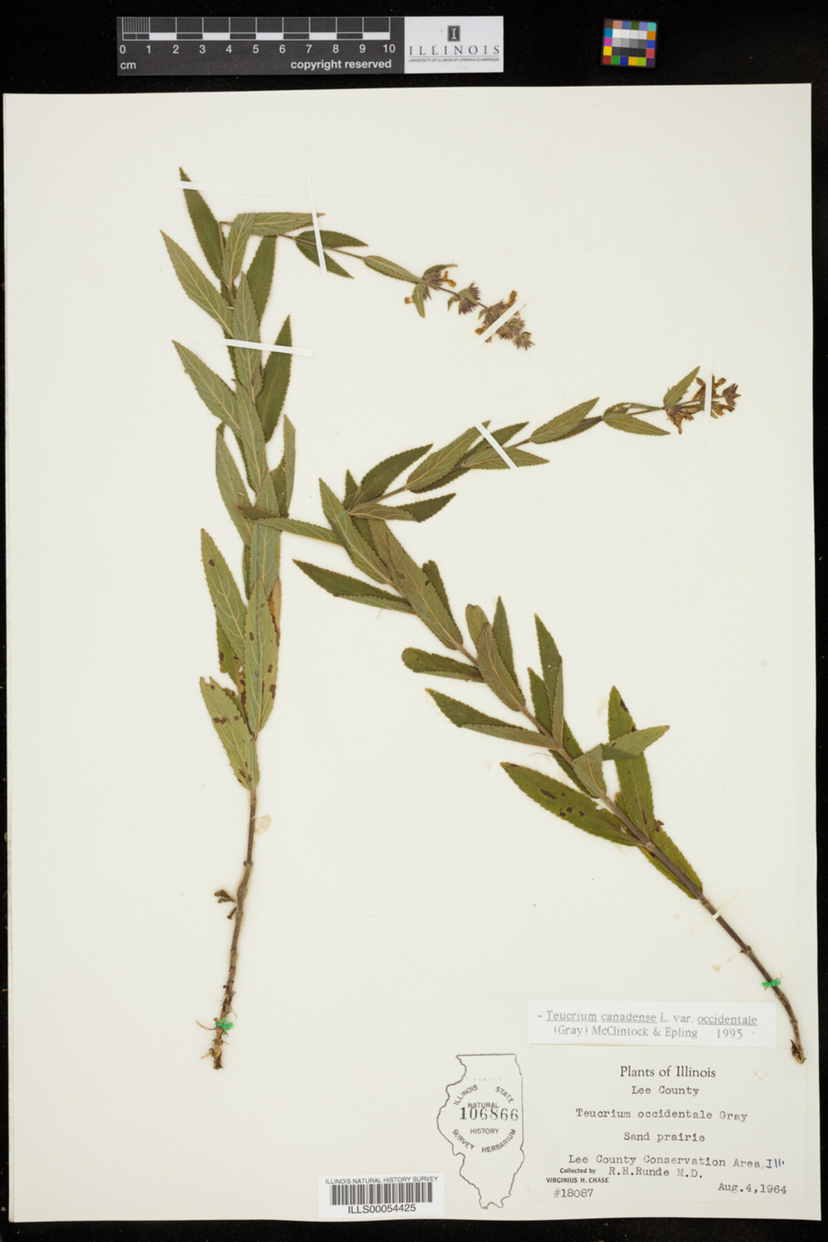 Teucrium canadense var. occidentale image