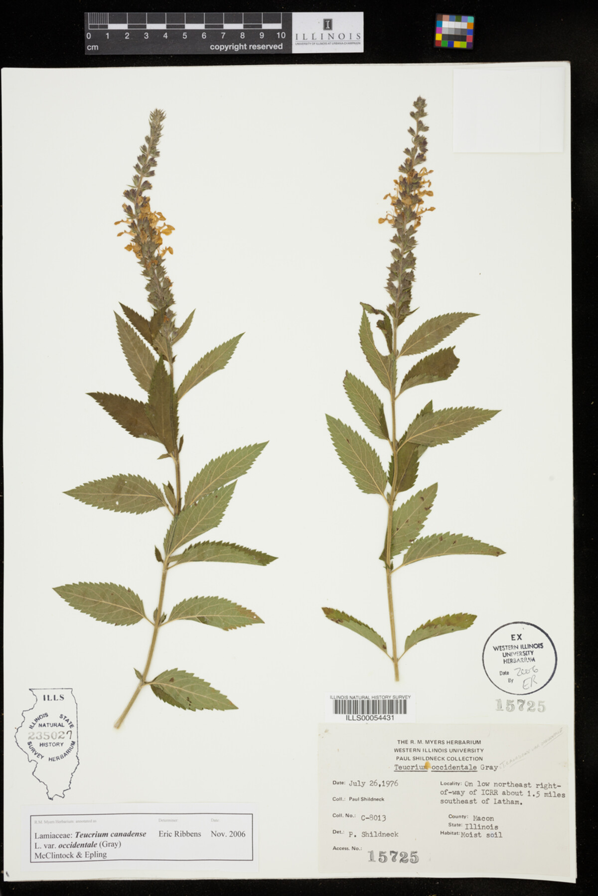 Teucrium canadense var. occidentale image