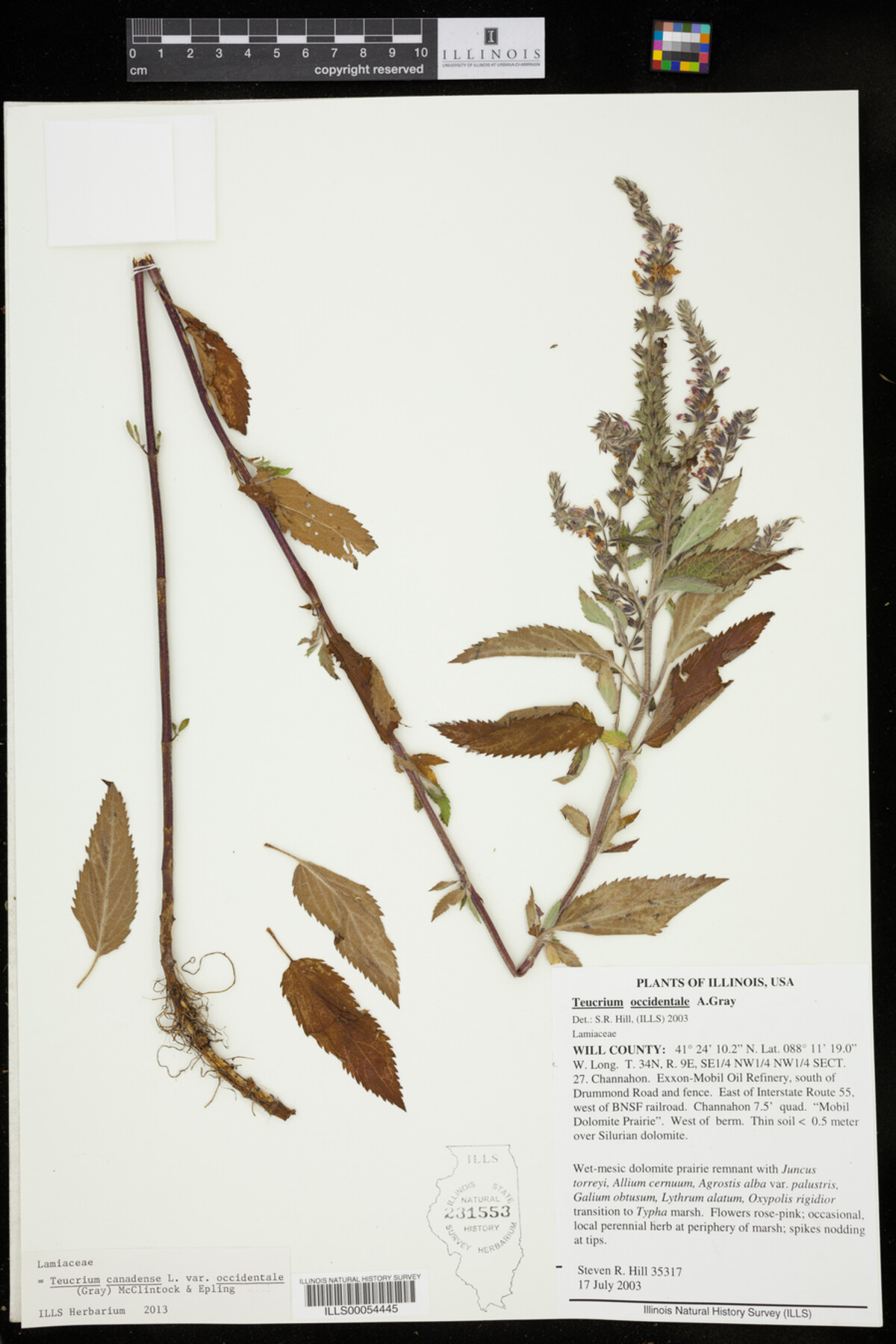 Teucrium canadense var. occidentale image