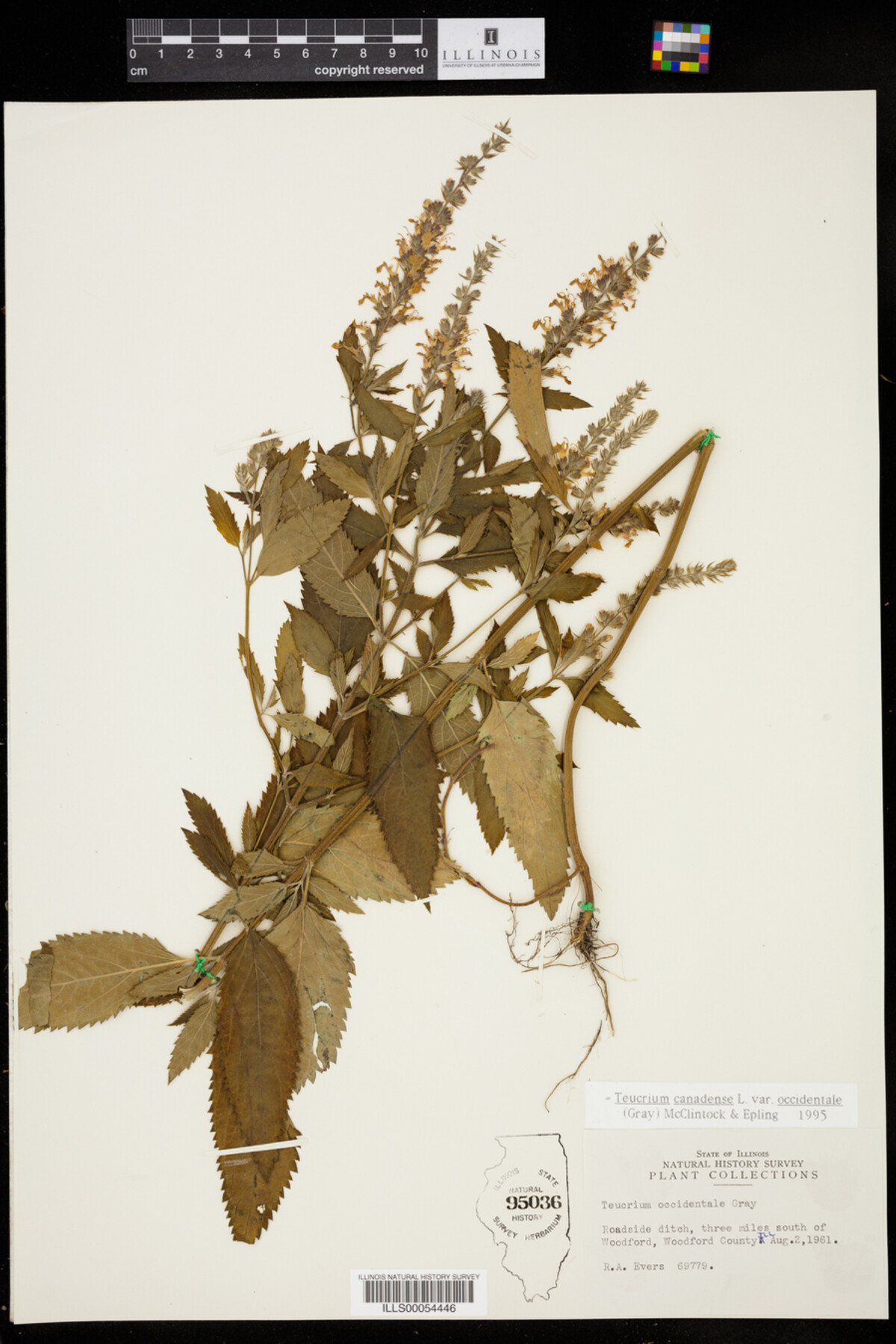 Teucrium canadense var. occidentale image