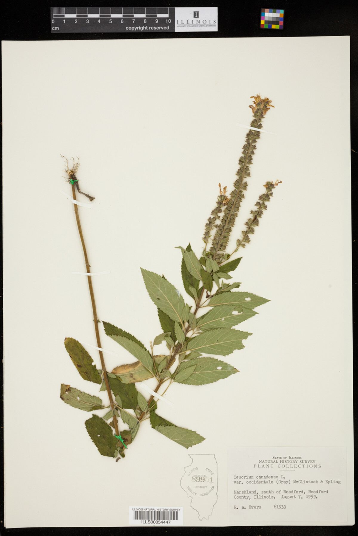 Teucrium canadense var. occidentale image