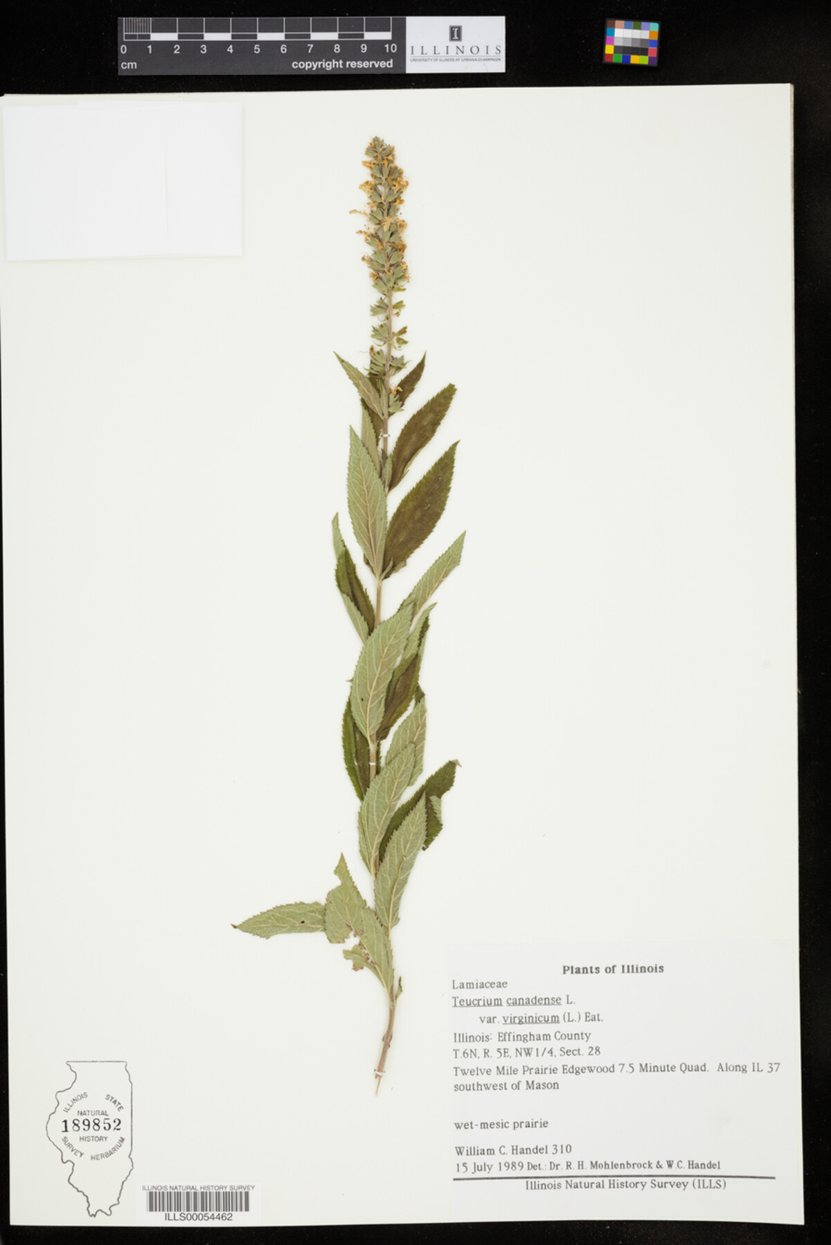 Teucrium canadense var. virginicum image