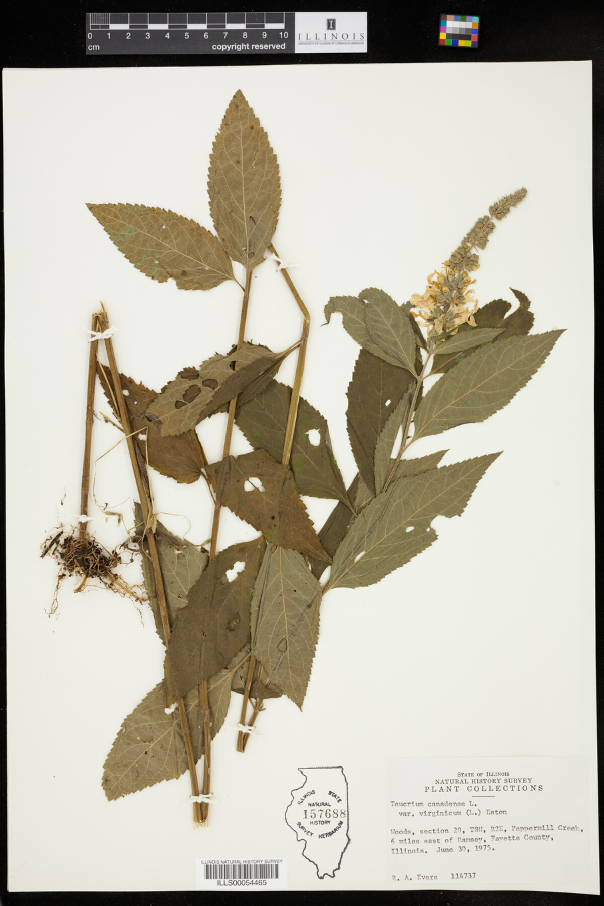 Teucrium canadense var. virginicum image