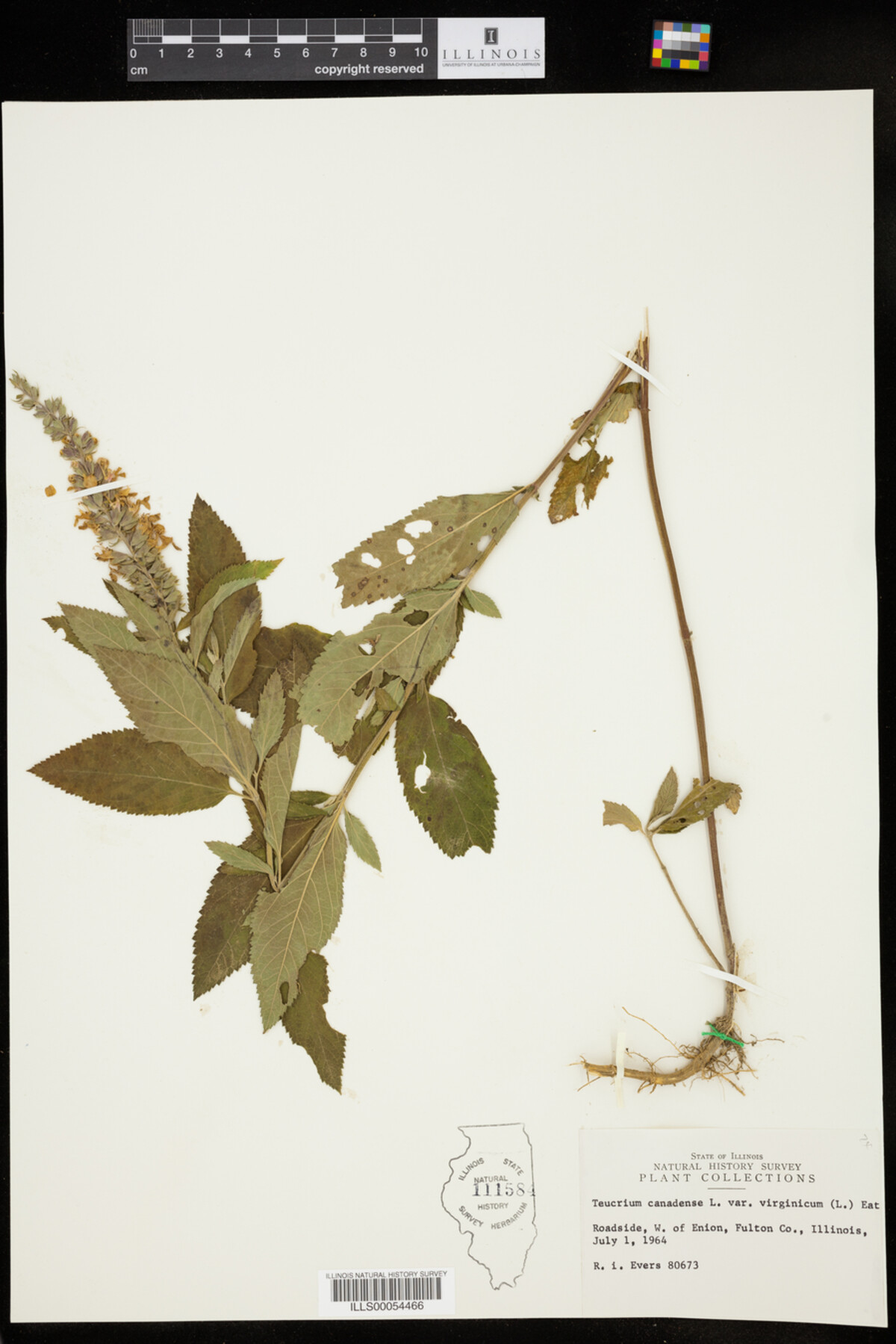 Teucrium canadense var. virginicum image