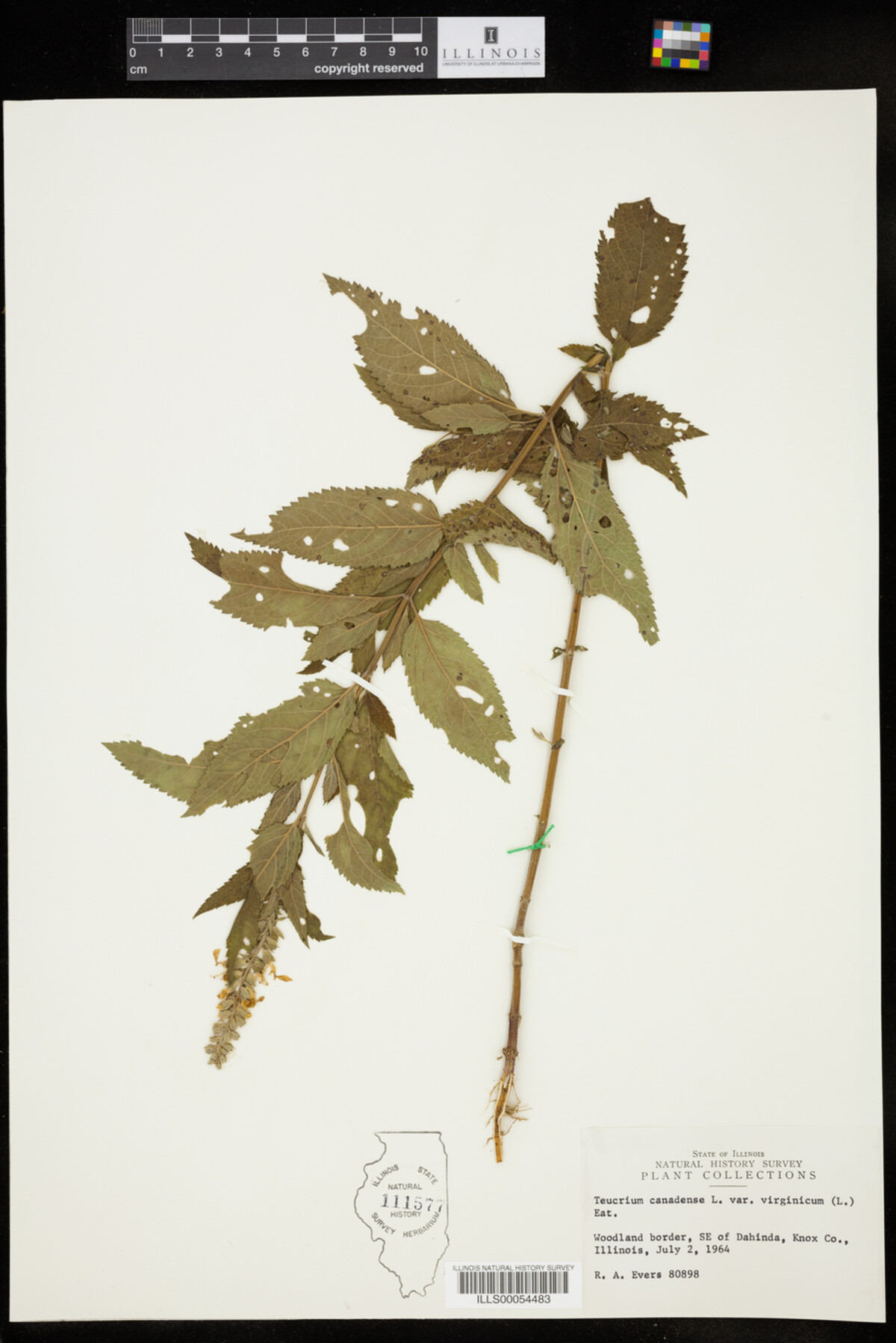 Teucrium canadense var. virginicum image