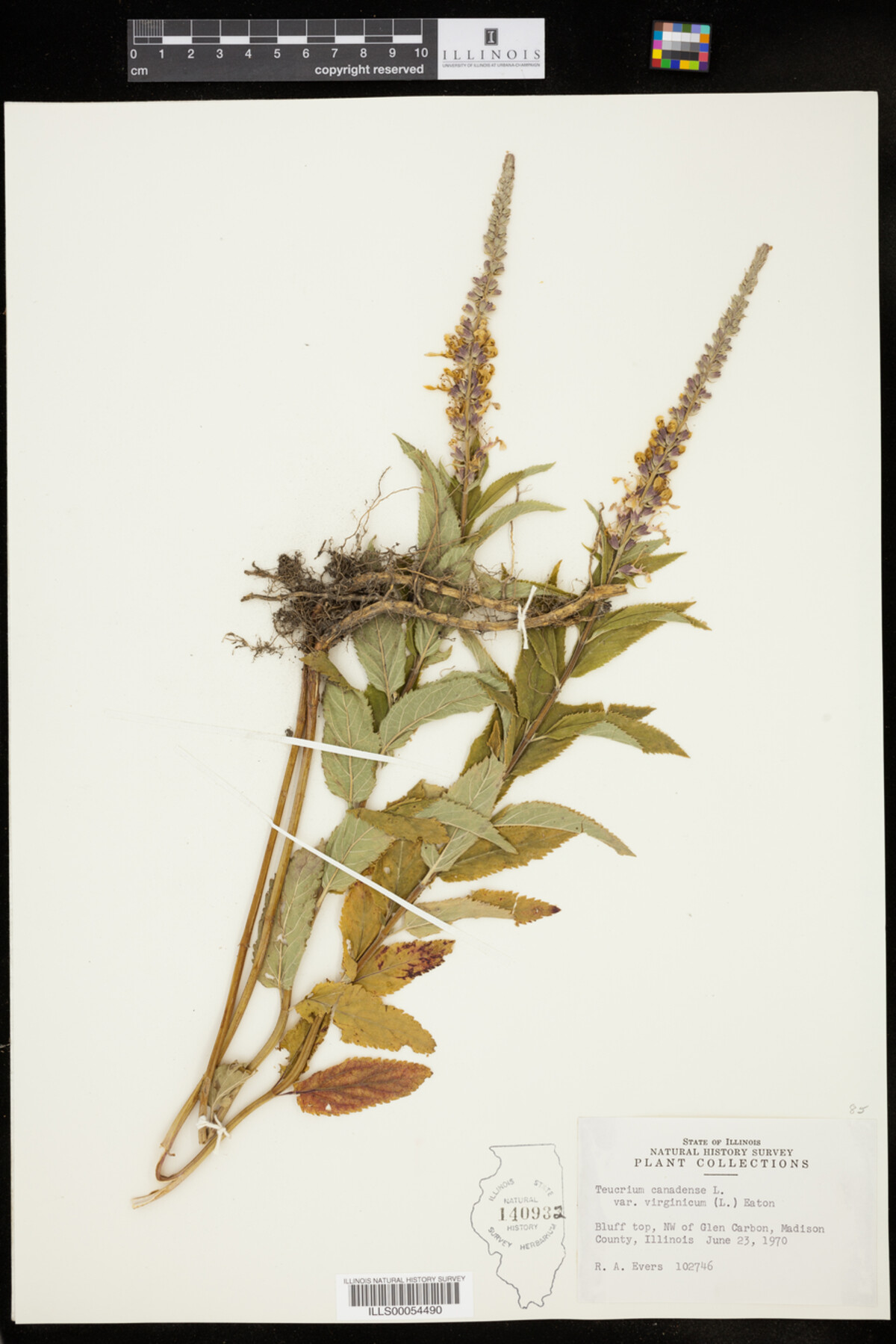 Teucrium canadense var. virginicum image