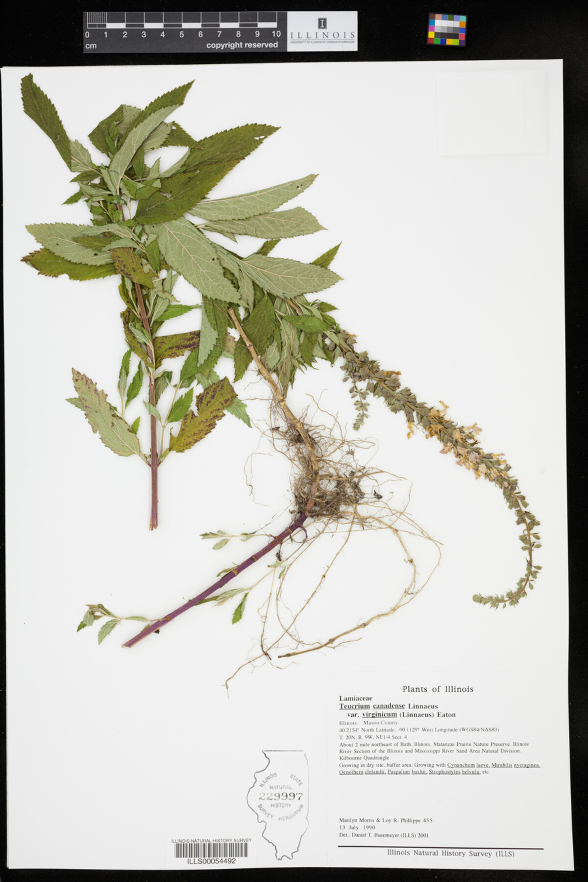 Teucrium canadense var. virginicum image