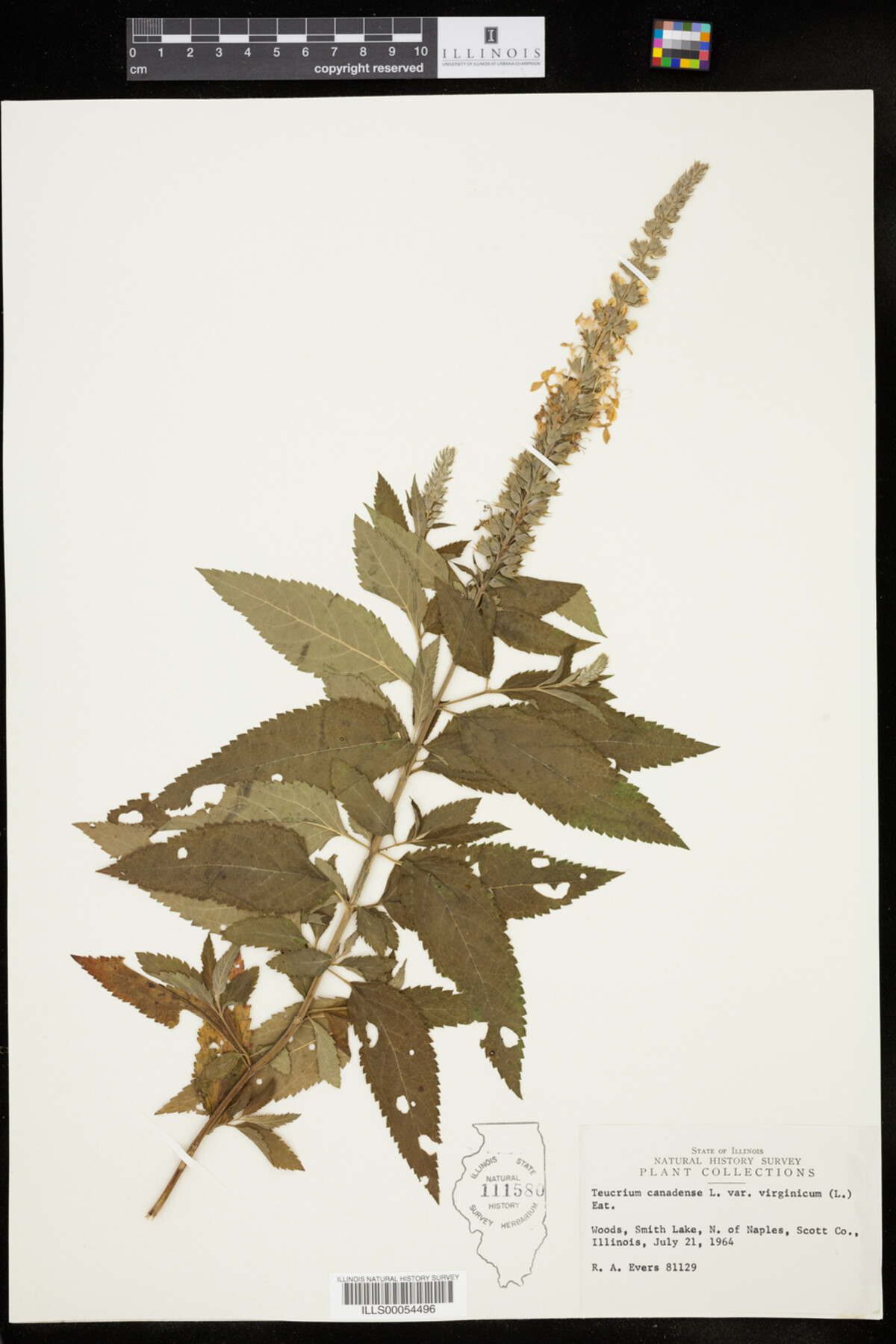 Teucrium canadense var. virginicum image