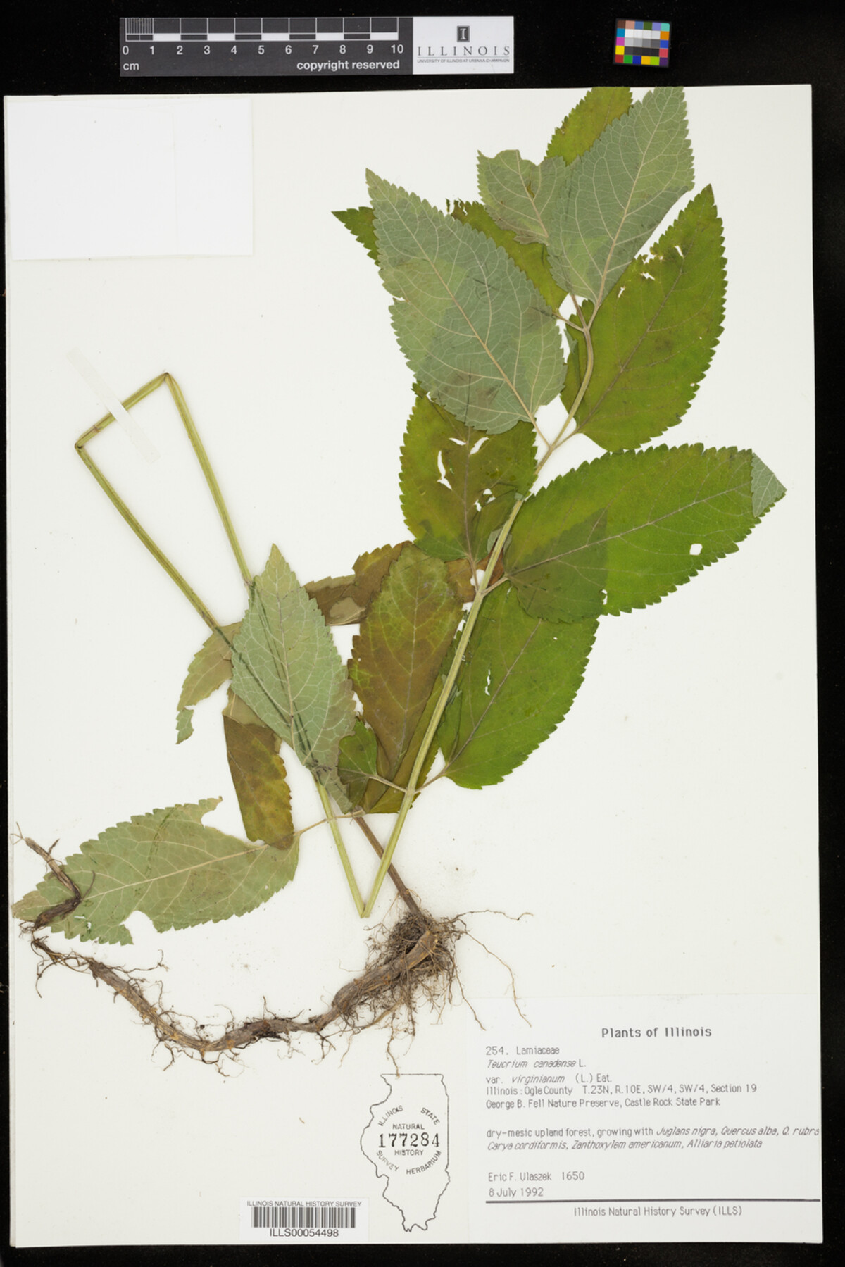 Teucrium canadense var. virginicum image