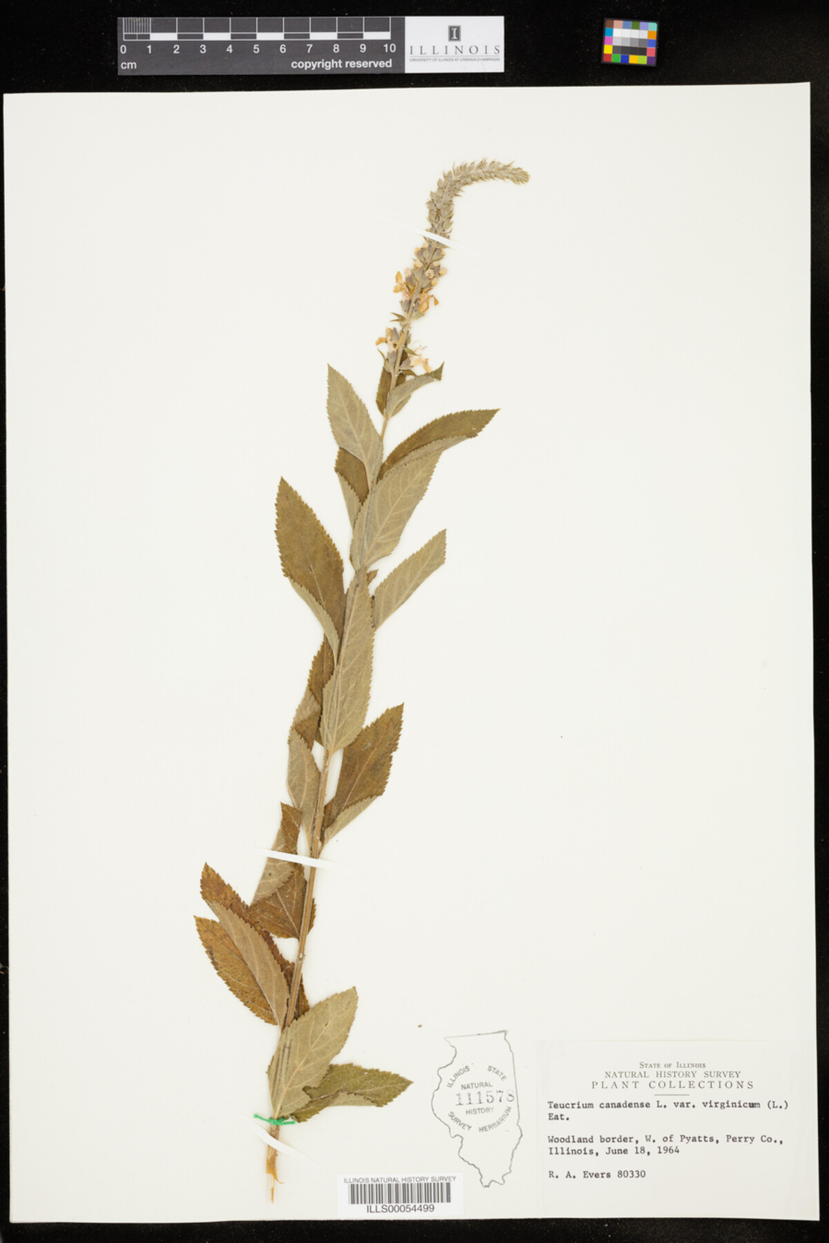 Teucrium canadense var. virginicum image