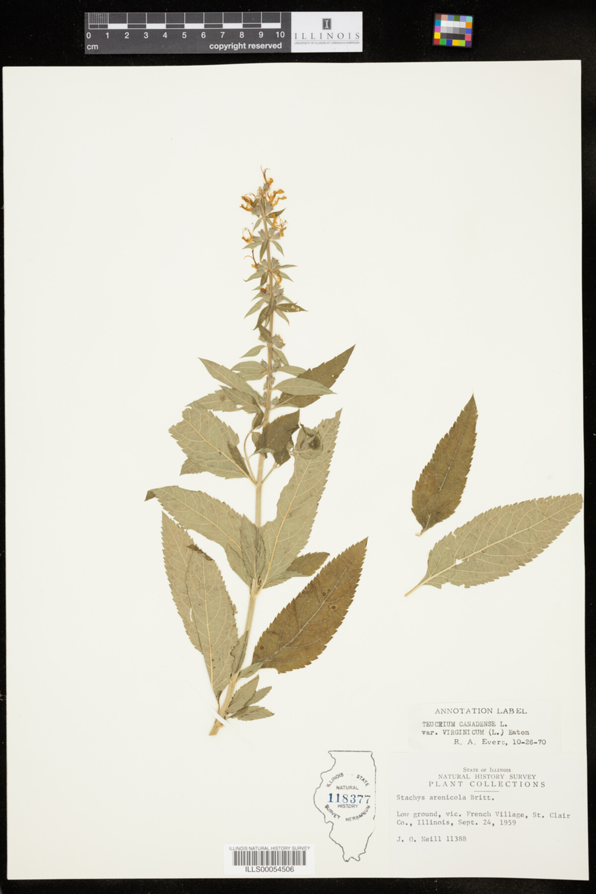 Teucrium canadense var. virginicum image