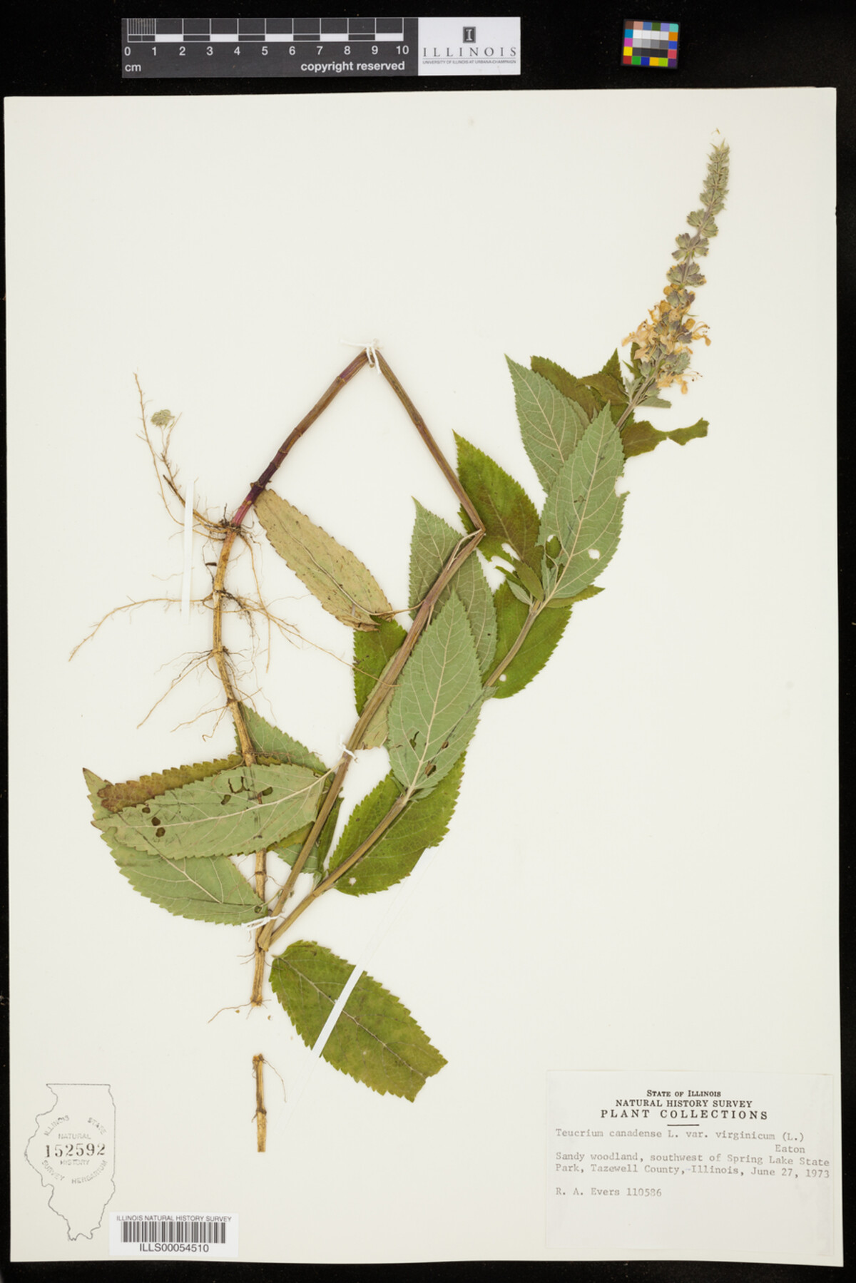 Teucrium canadense var. virginicum image