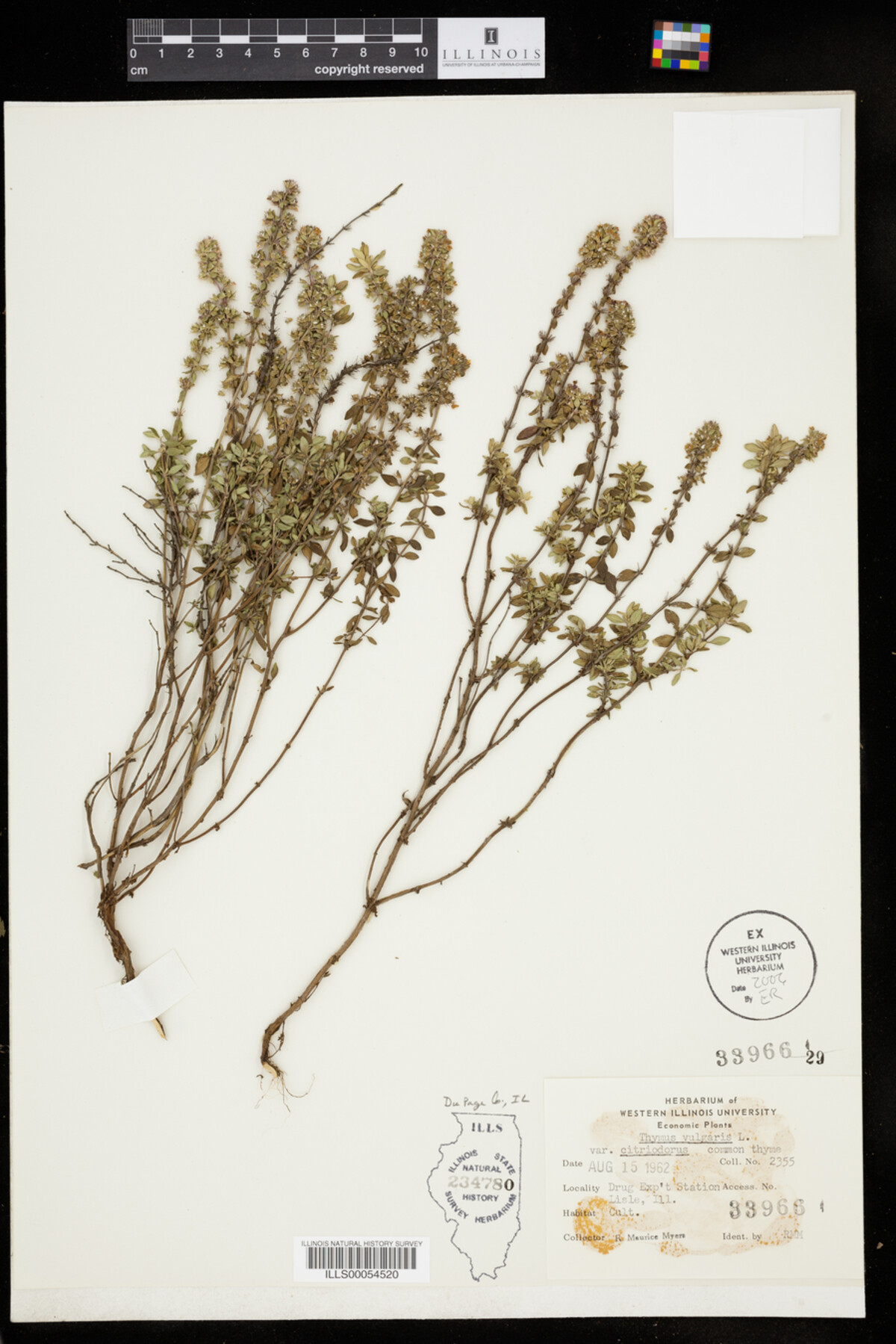 Thymus vulgaris var. citriodorus image