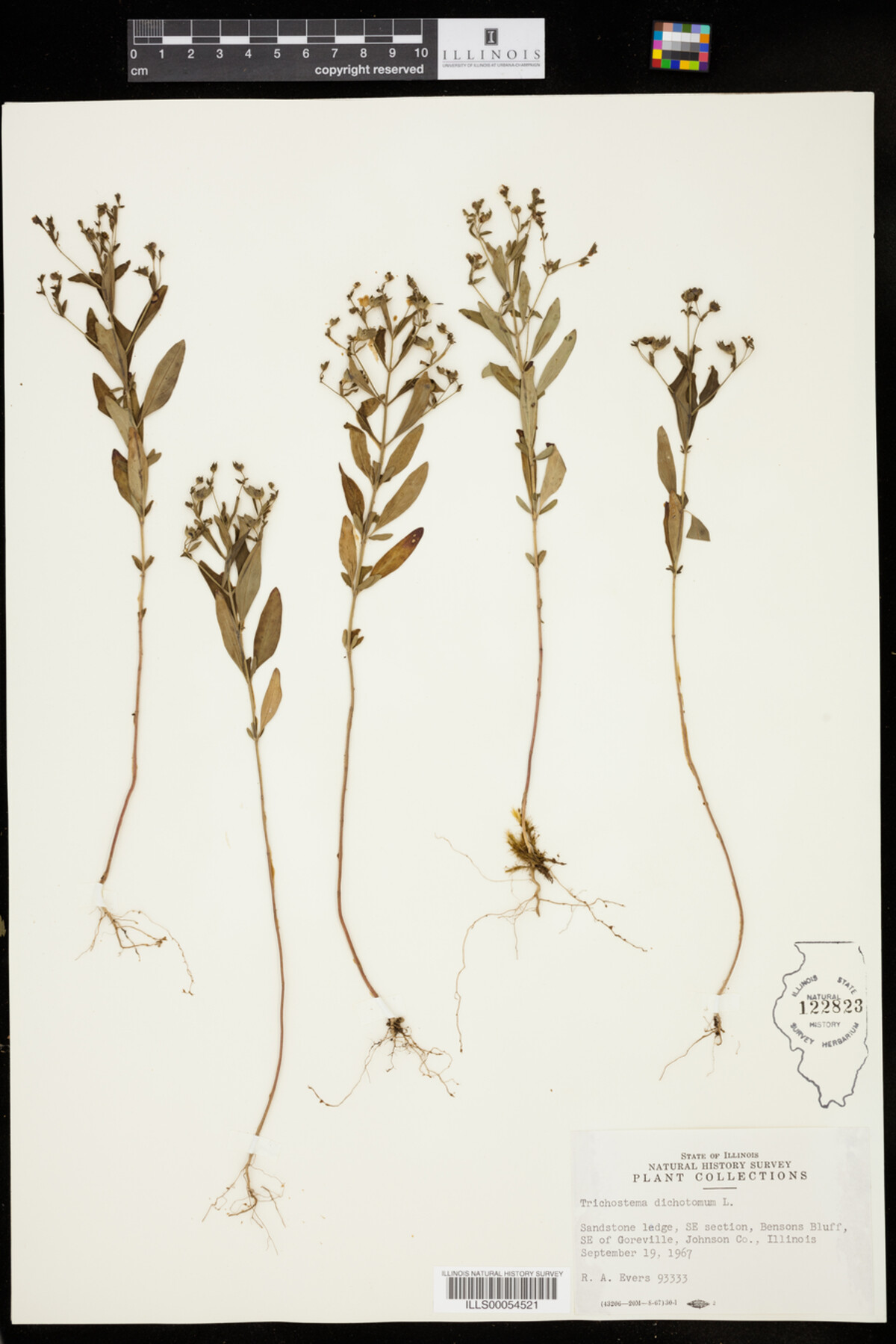 Trichostema dichotomum image