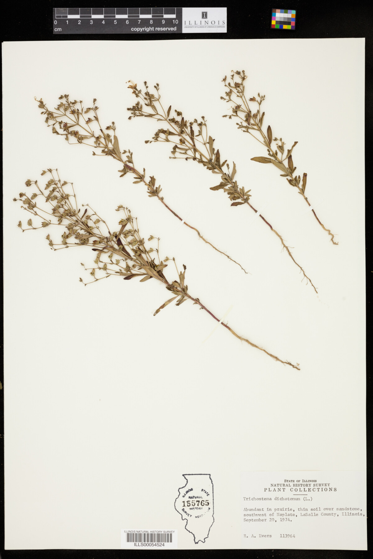 Trichostema image