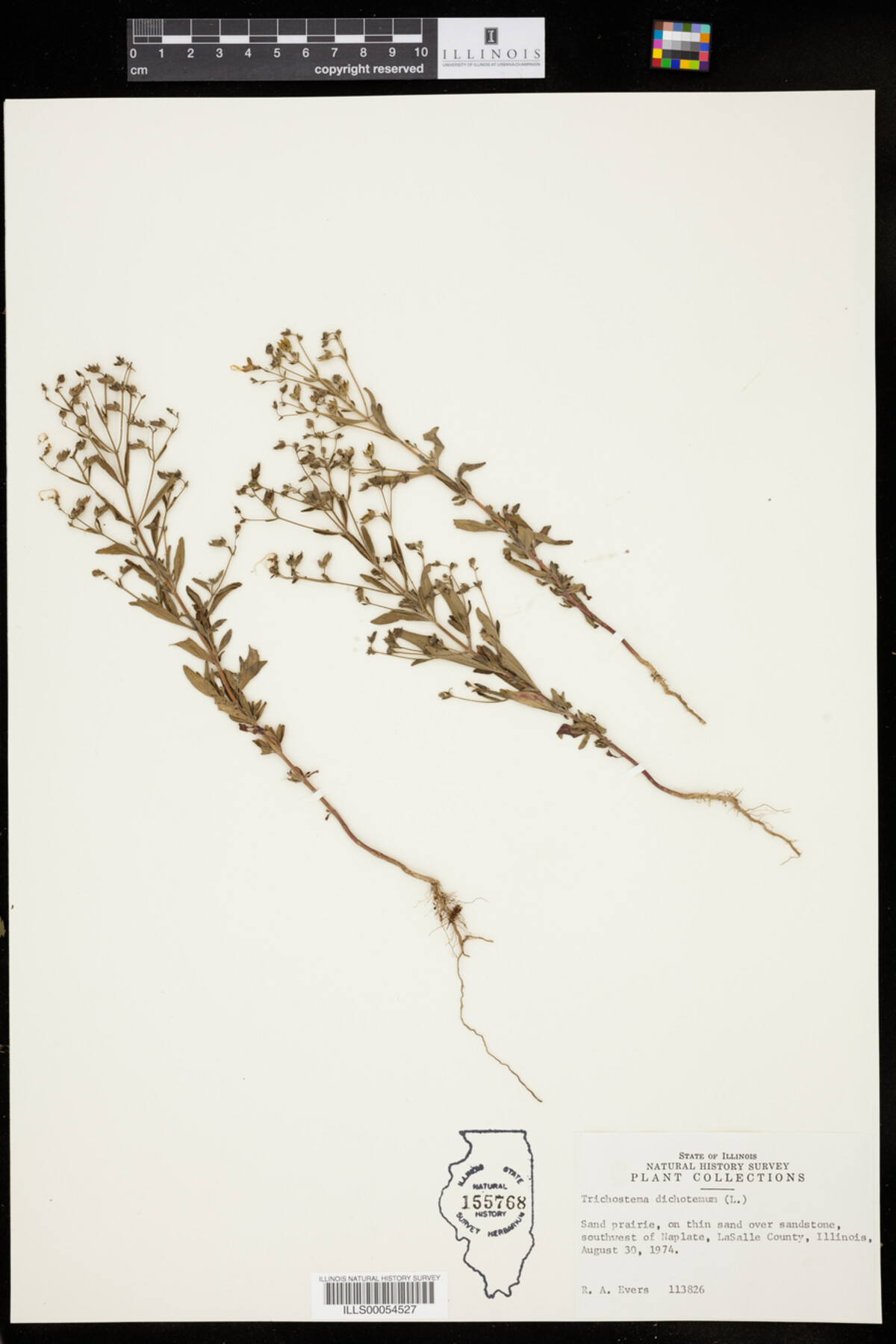 Trichostema dichotomum image
