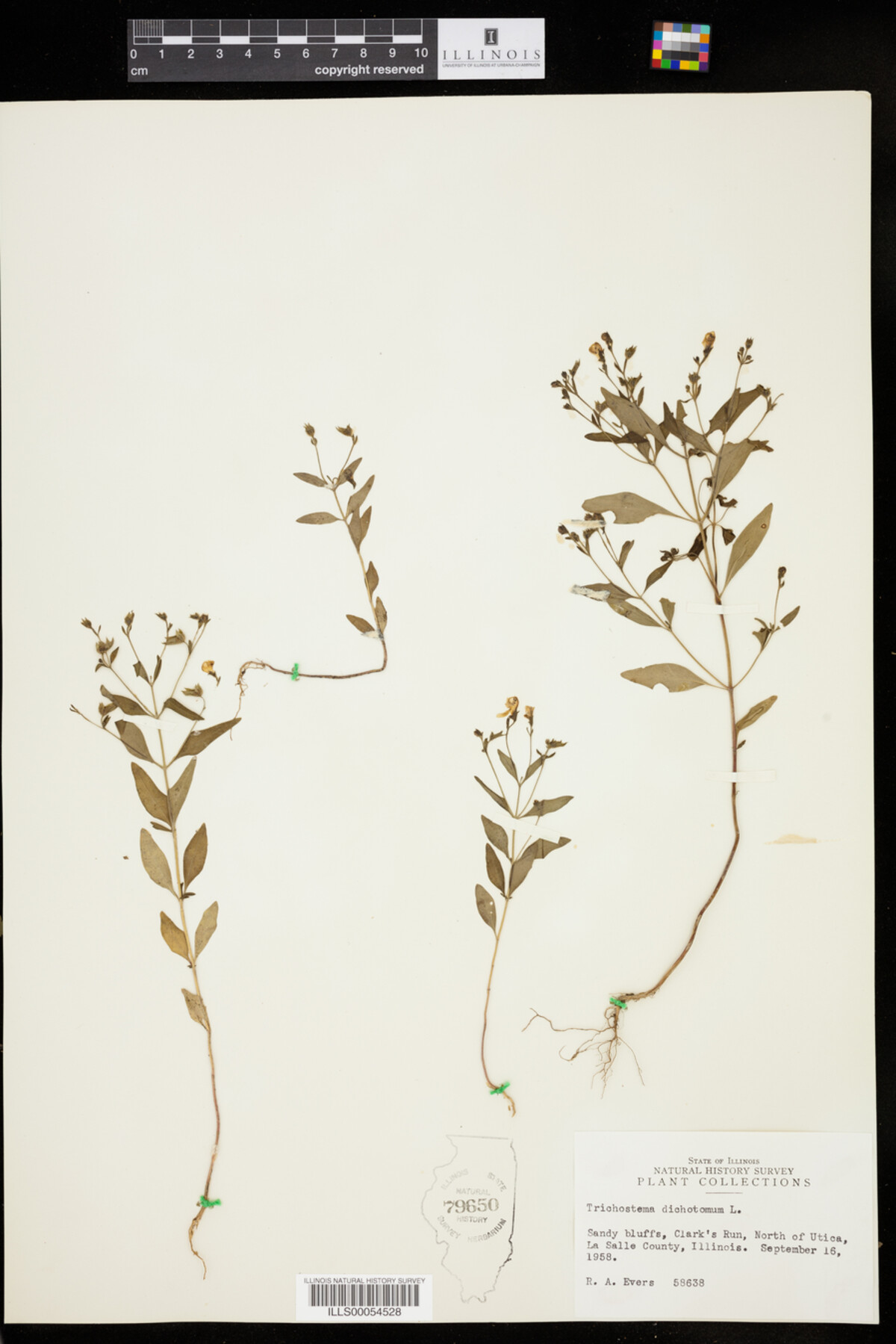 Trichostema dichotomum image