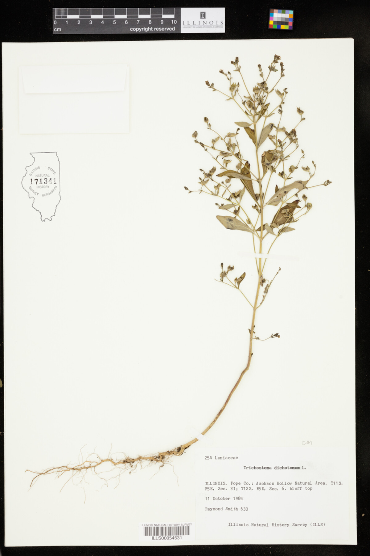 Trichostema dichotomum image