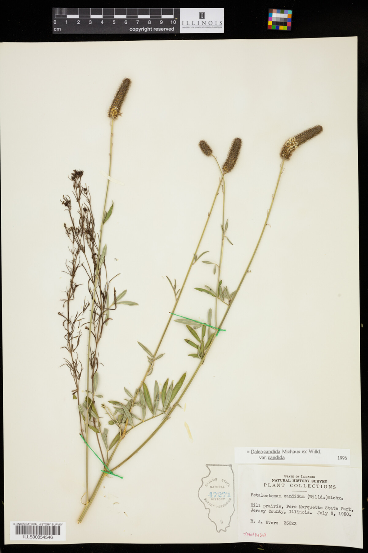 Dalea candida var. candida image