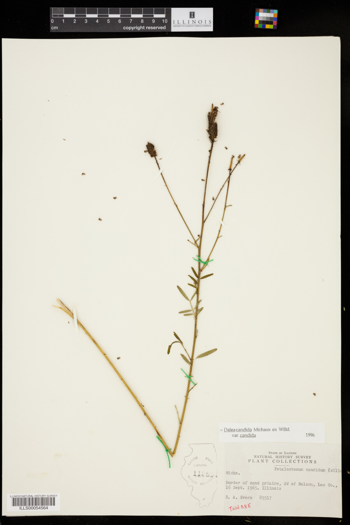 Dalea candida image