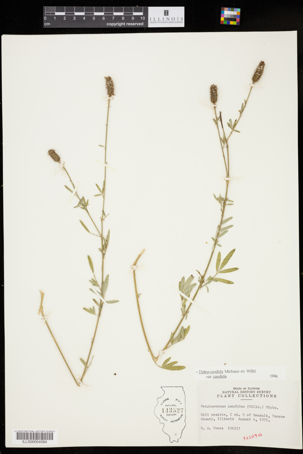 Dalea candida image