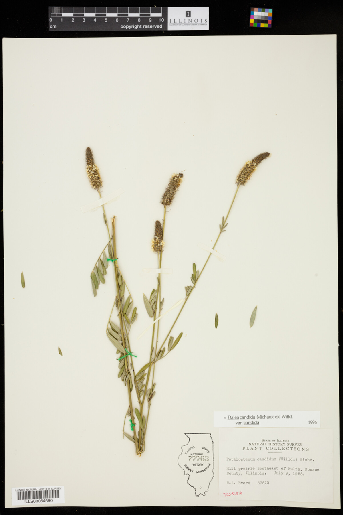 Dalea candida var. candida image