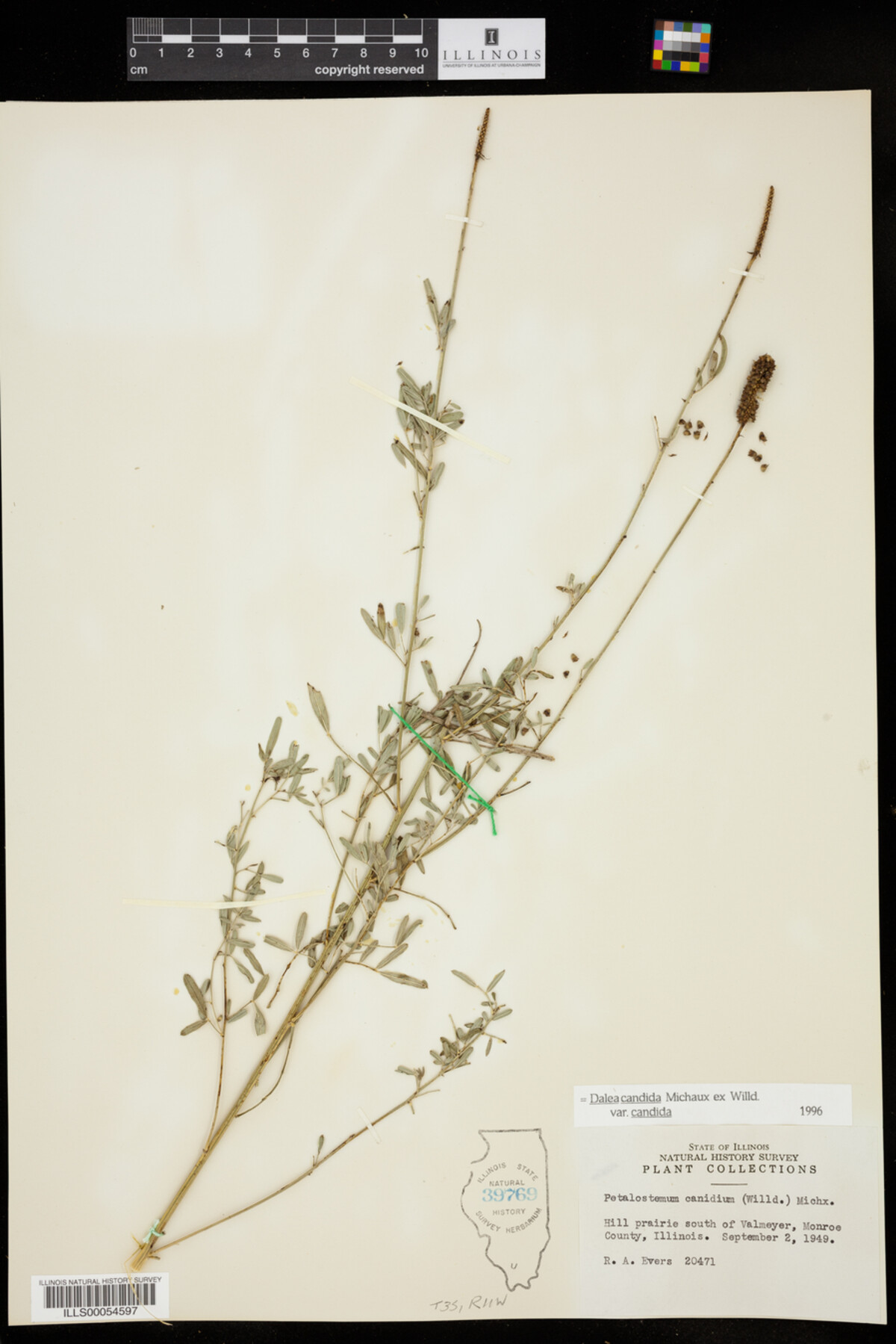 Dalea candida var. candida image