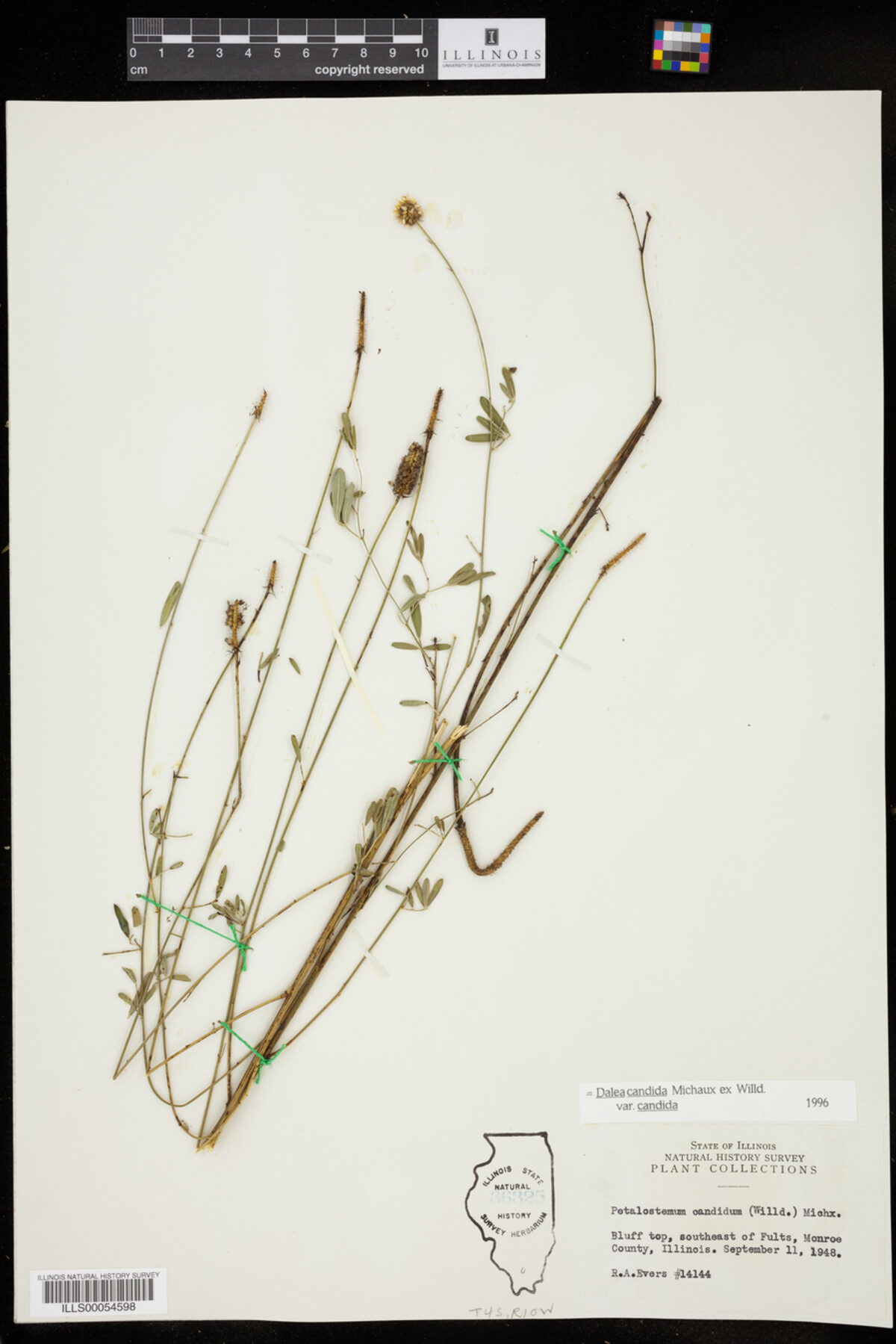 Dalea candida var. candida image