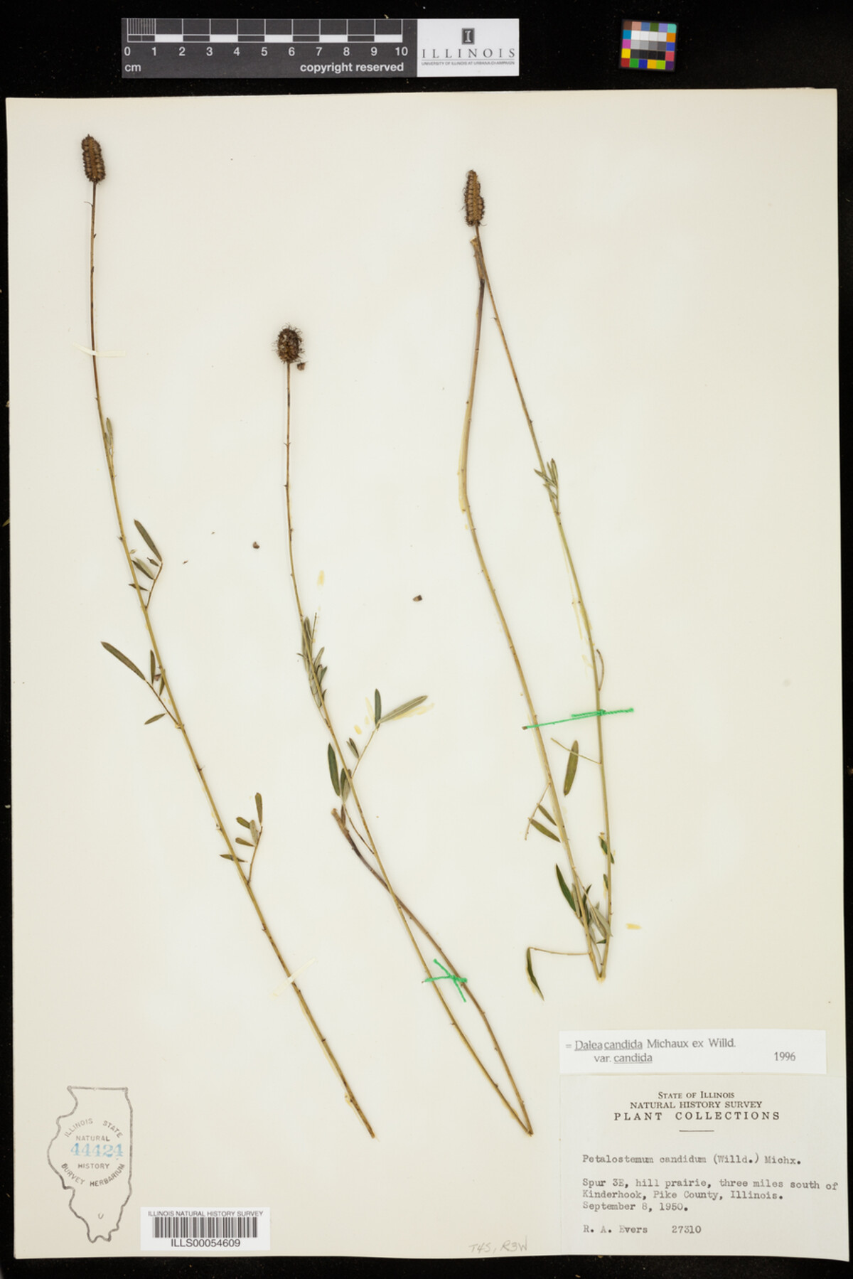 Dalea candida var. candida image