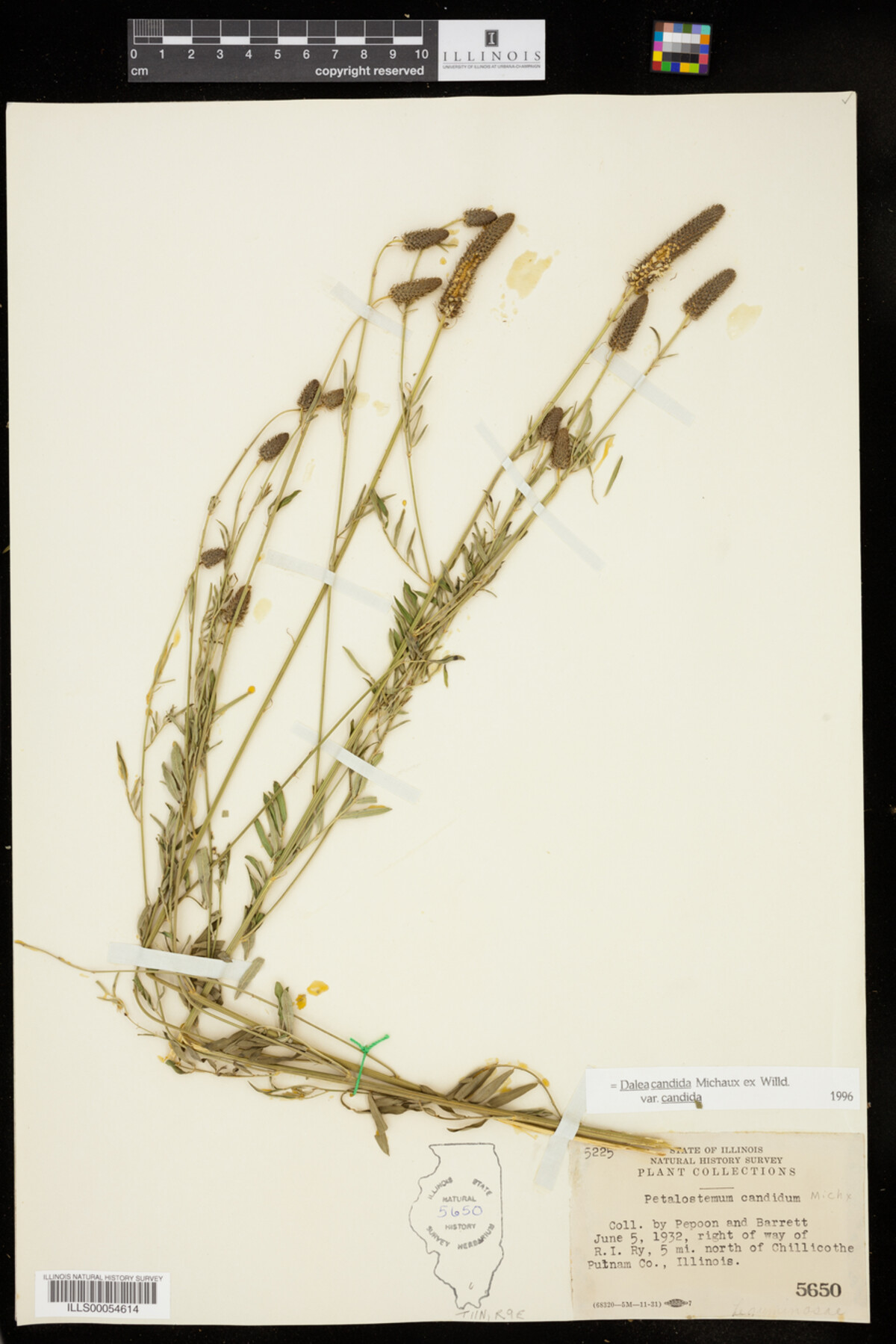 Dalea candida var. candida image