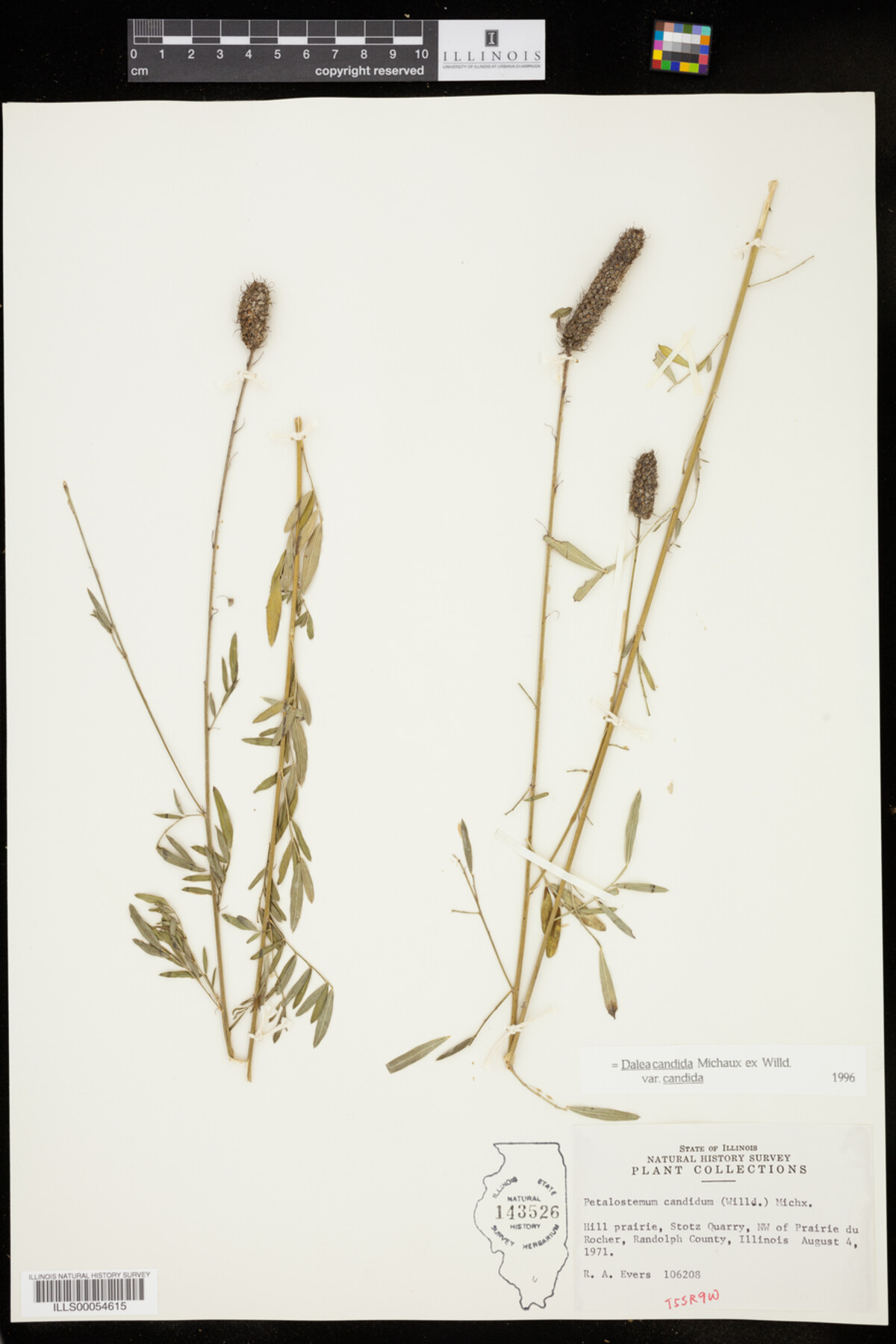 Dalea candida var. candida image