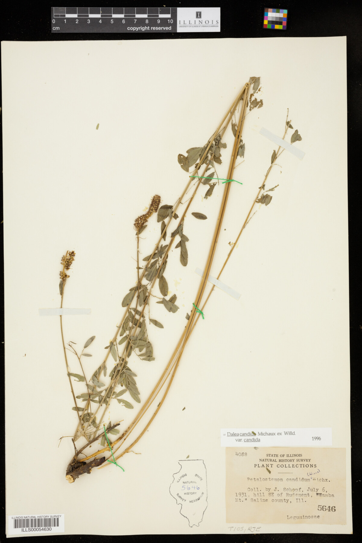 Dalea candida var. candida image