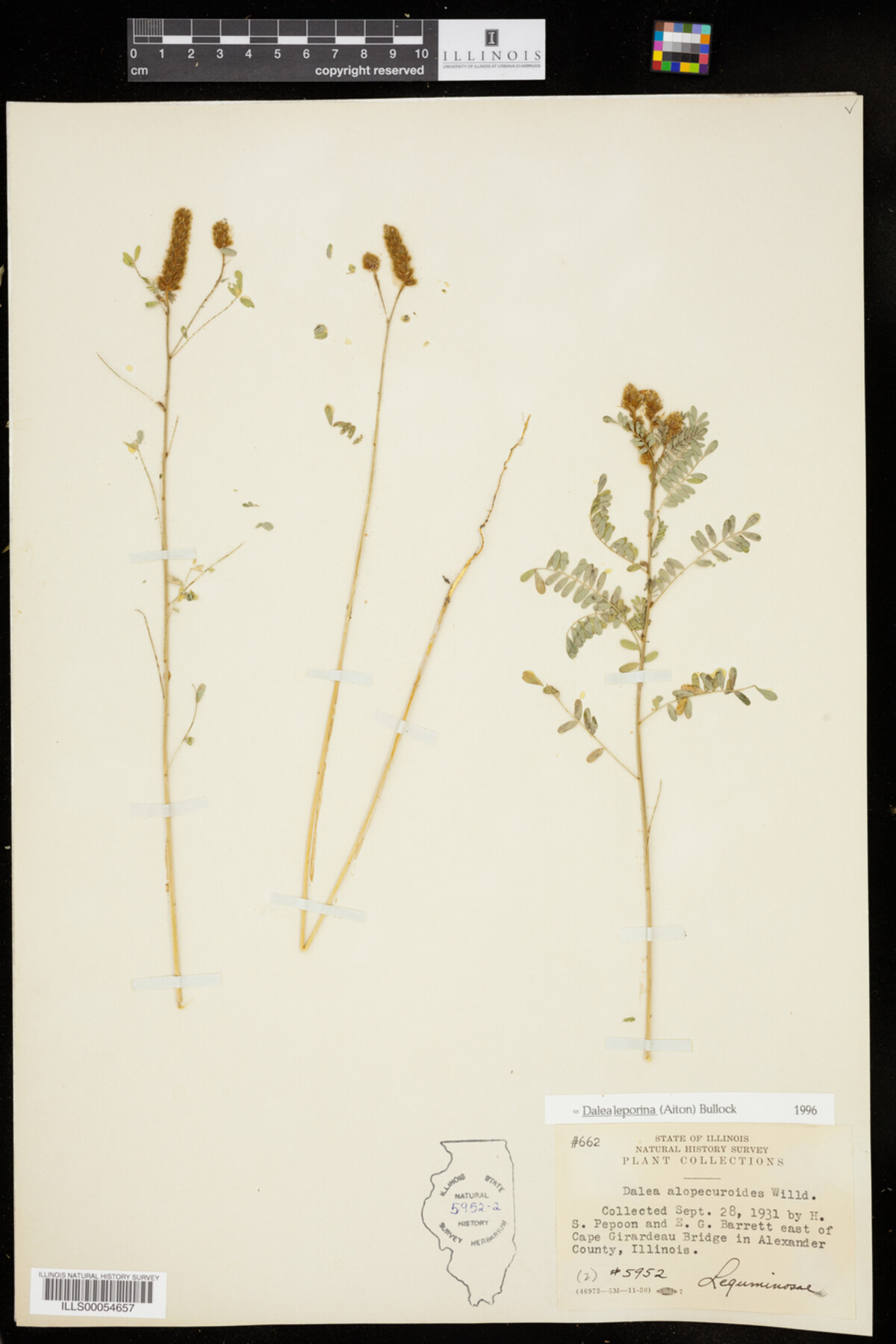 Dalea leporina image