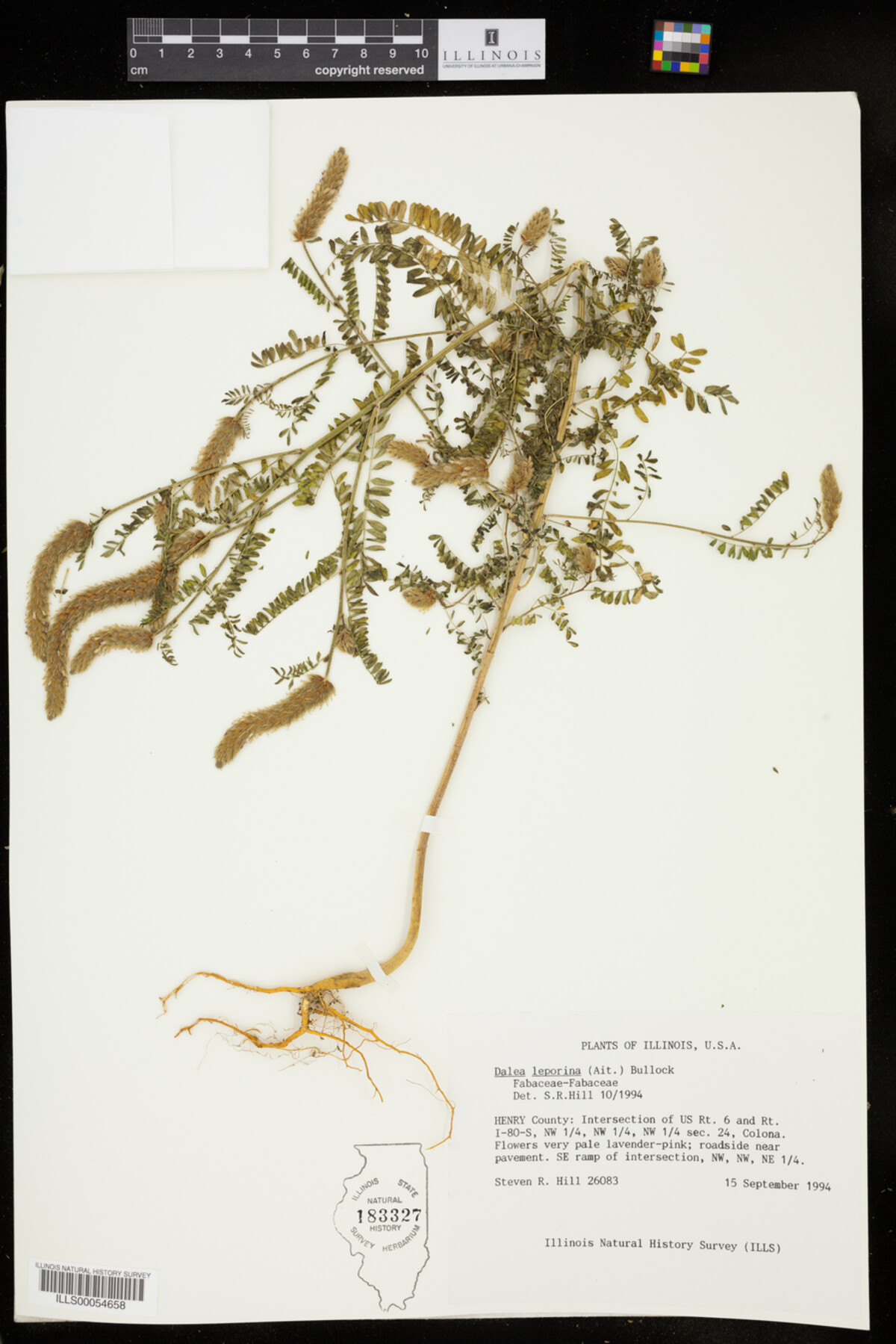 Dalea leporina image