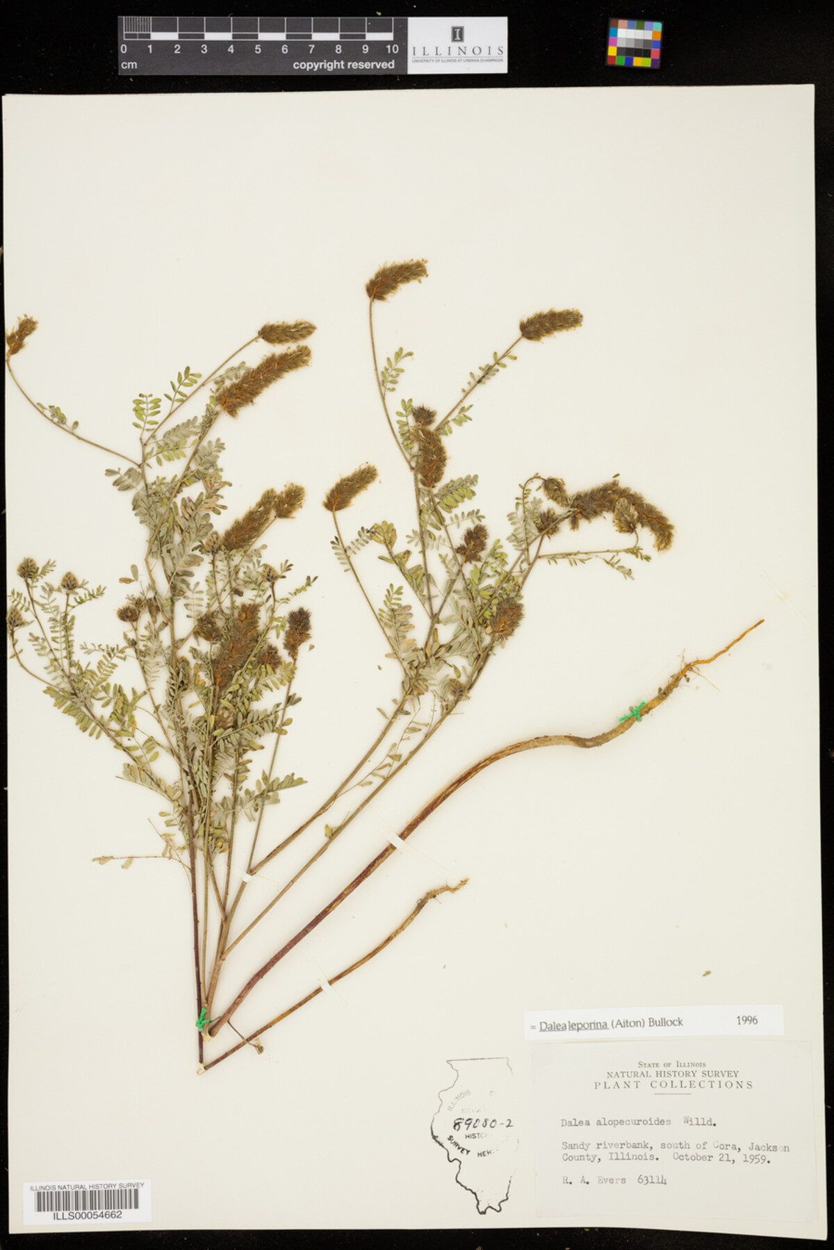 Dalea leporina image