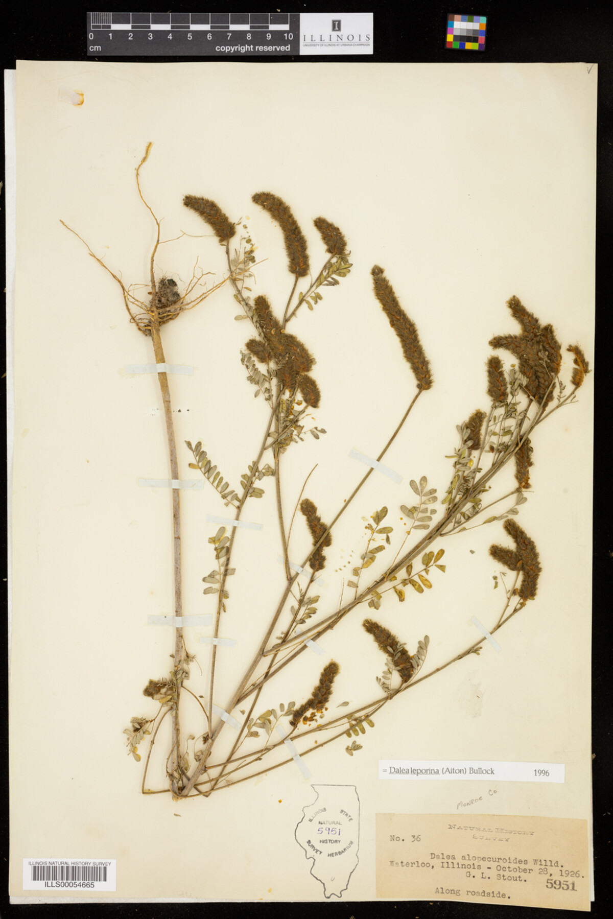 Dalea leporina image