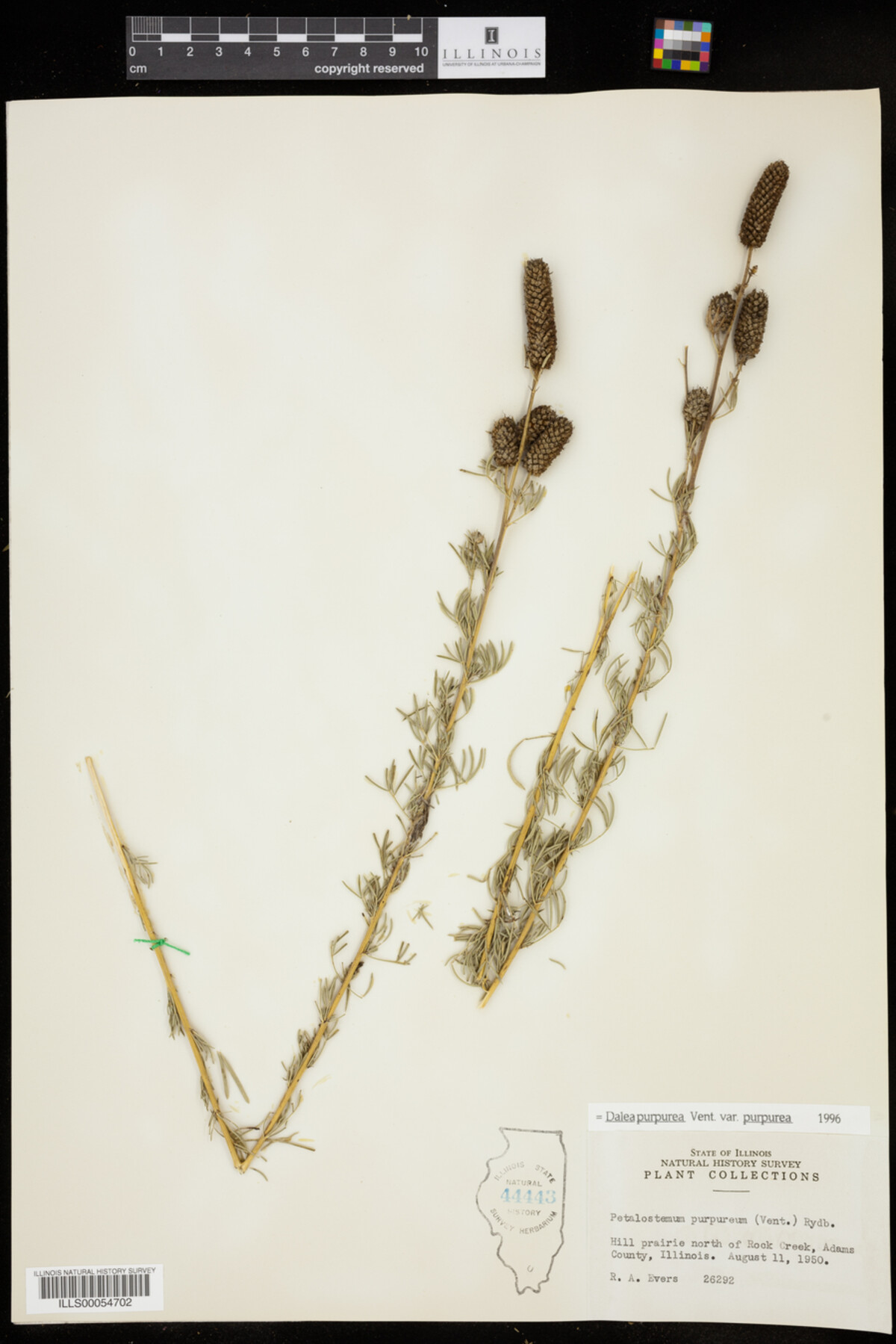 Dalea purpurea image