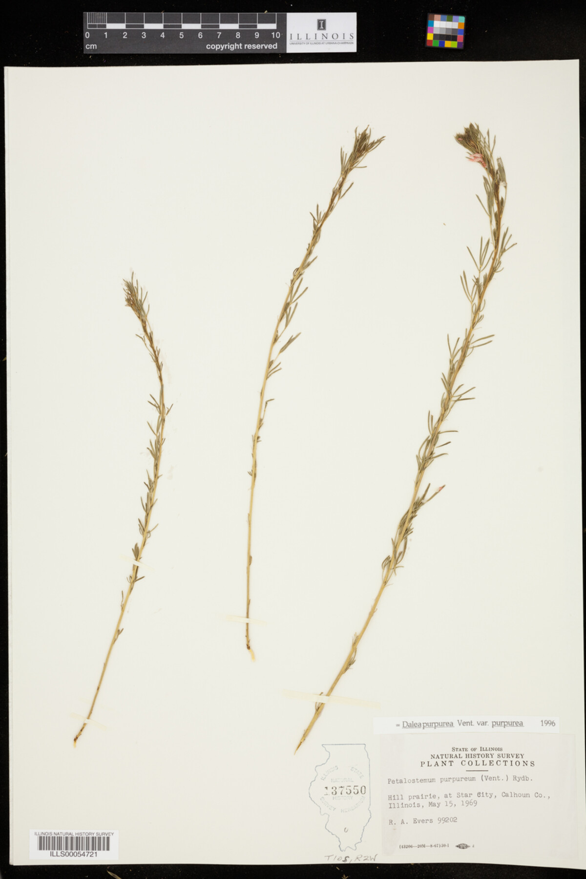 Dalea purpurea var. purpurea image