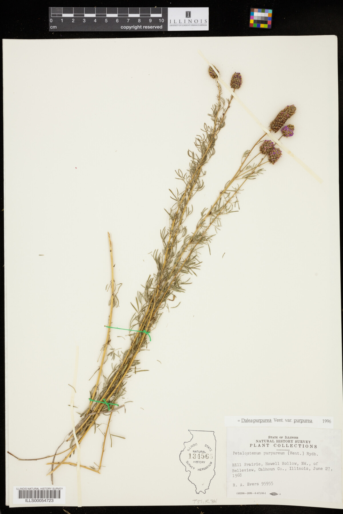 Dalea purpurea var. purpurea image