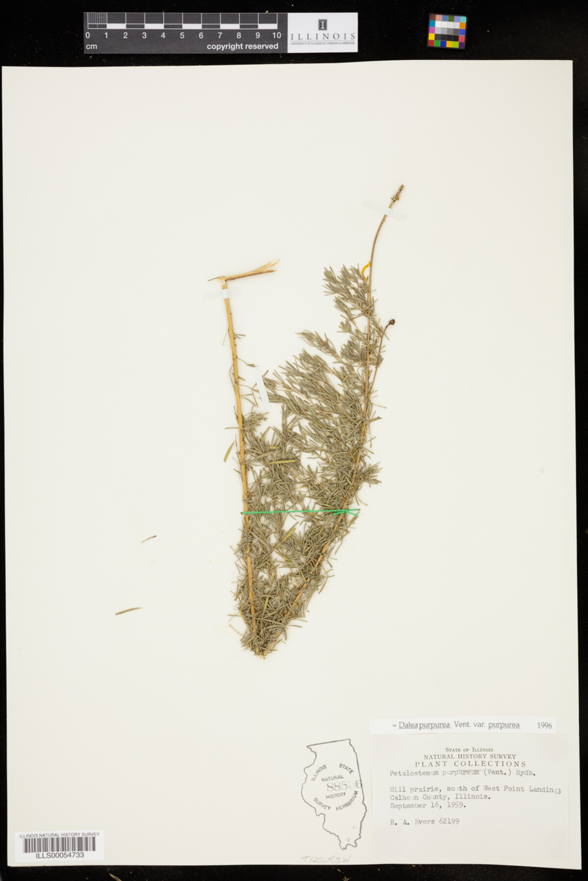 Dalea purpurea image